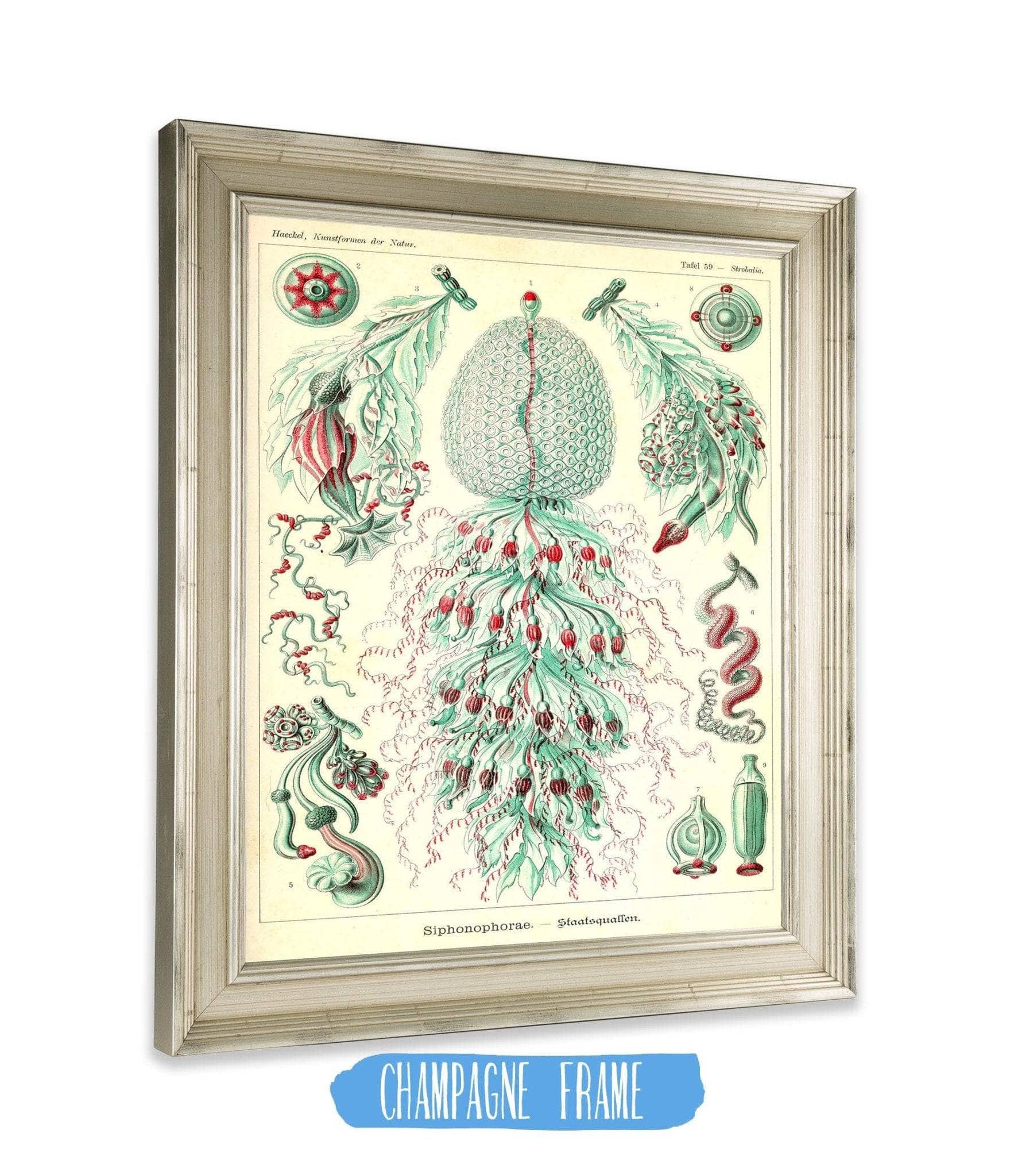 Marine Invertebrates (Siphonophorae. - Staatsquallen) - Image 2
