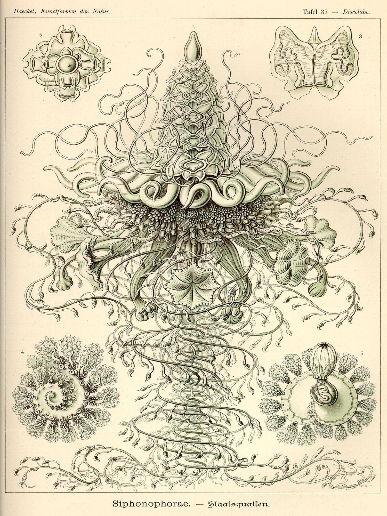 Marine Invertebrates (Siphonophorae. - Staatsquallen) - Image 5