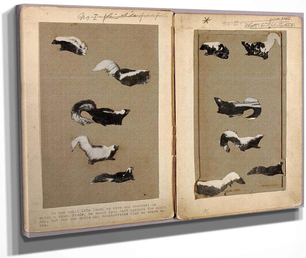 Skunks, Study Folder For Book Concealing Coloration In The Animal Kingdom By Abbott Handerson Thayer