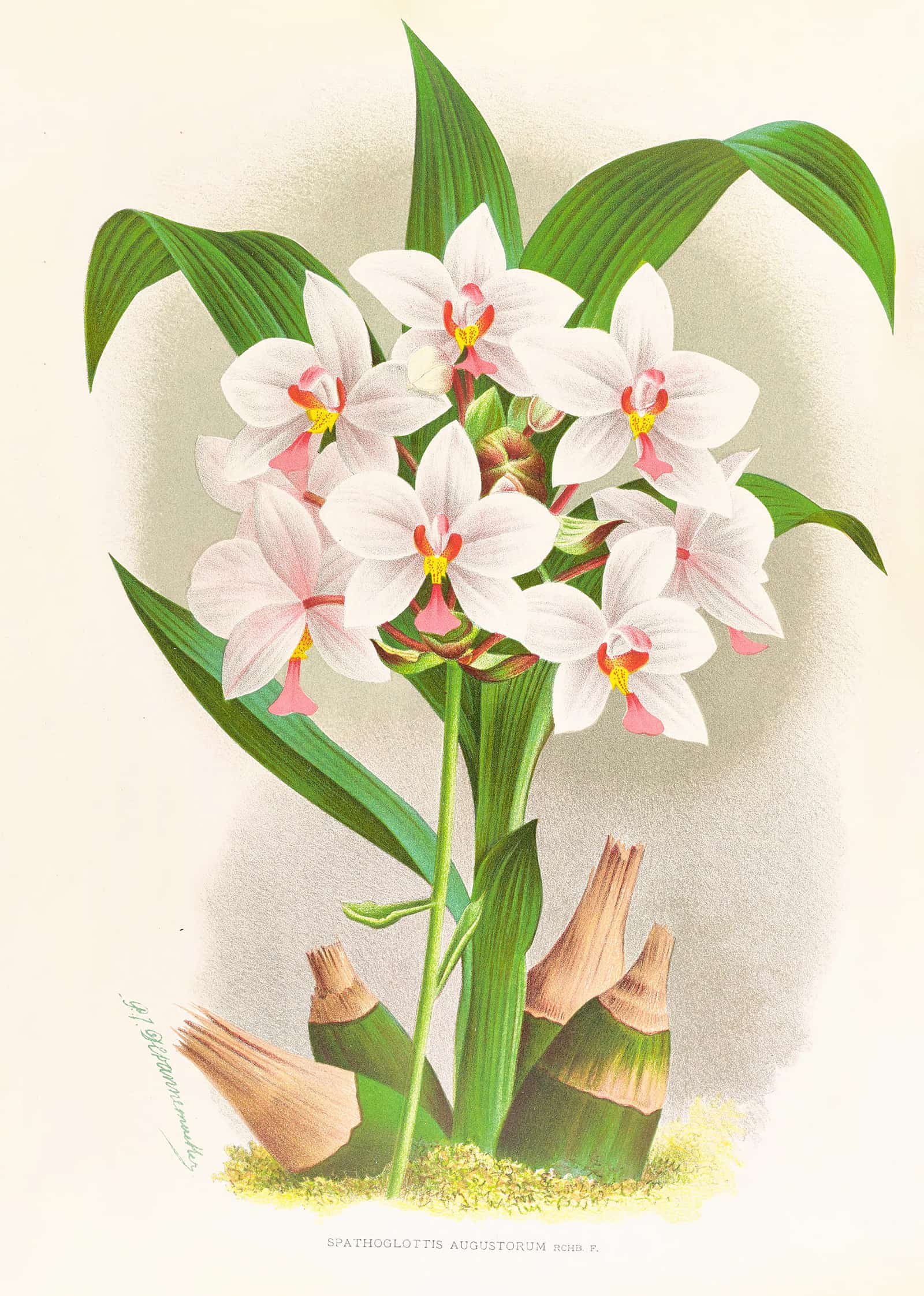 Spathoglottis Augustorum by Jean Jules Linden - Image 2