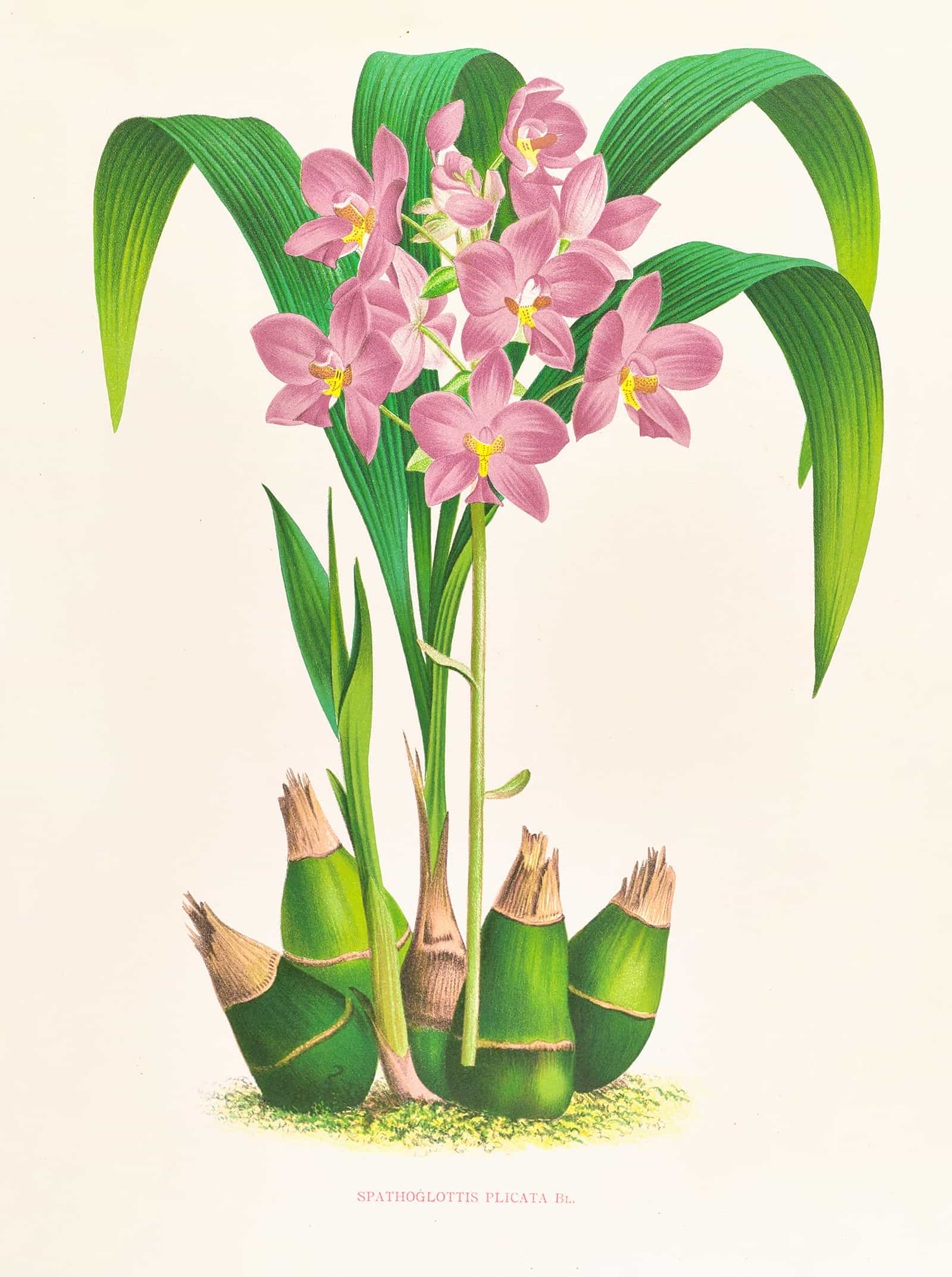 Spathoglottis Plicata by Jean Jules Linden - Image 2