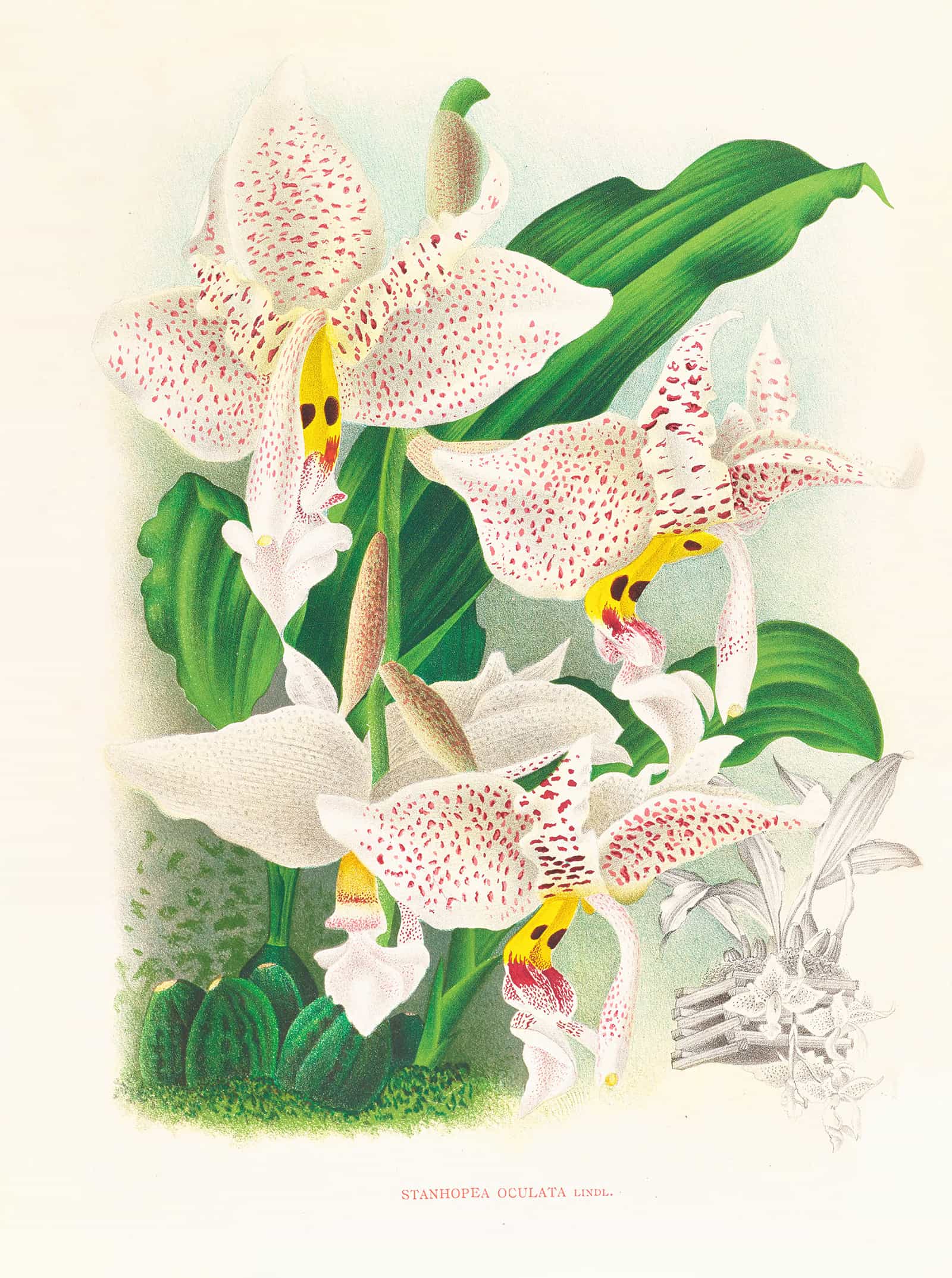 Stanhopea Oculata by Jean Jules Linden - Image 2