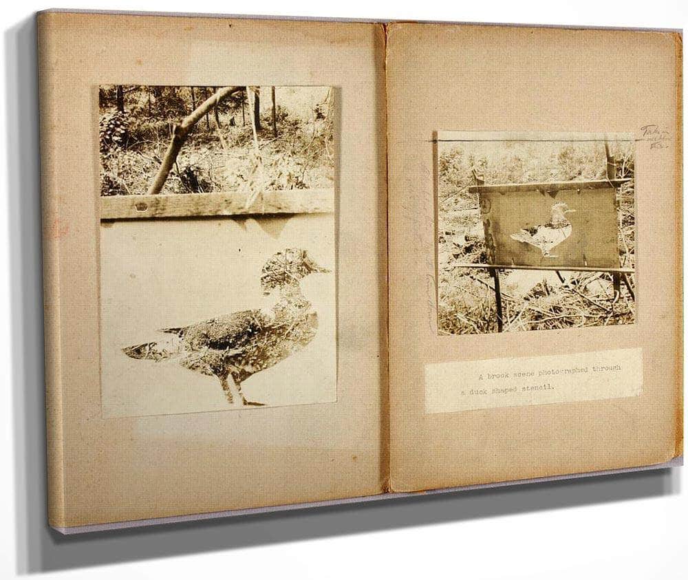 Stencil Ducks, Study Folder For Book Concealing Coloration In The Animal Kingdom By Abbott Handerson Thayer