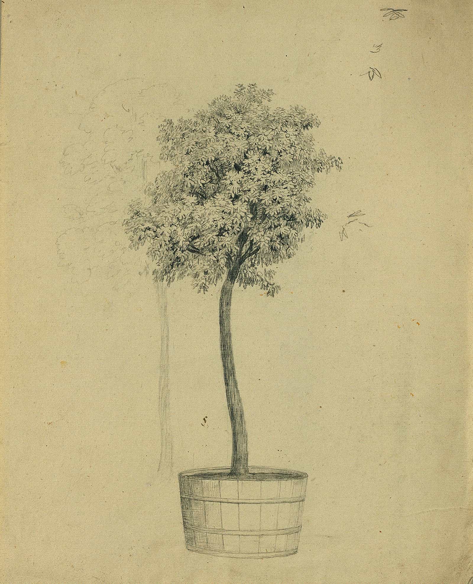 Studie Eines Baumchens Im Topf by Johann Peter Krafft - Image 2