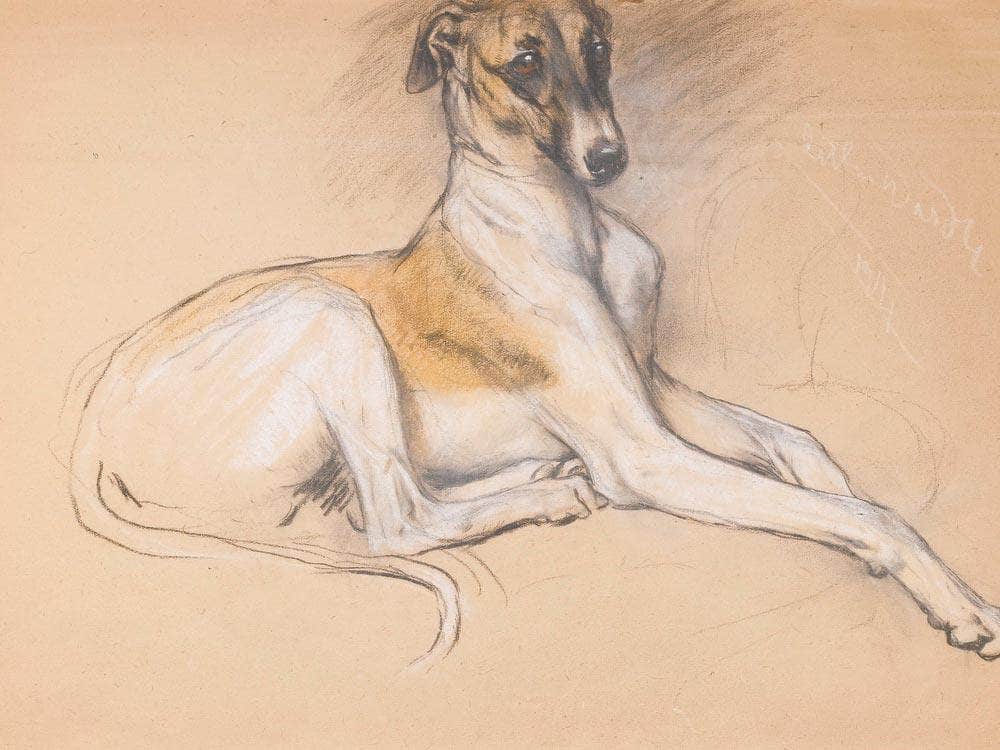 Studies Of A Greyhound By Arthur Wardle - Image 7