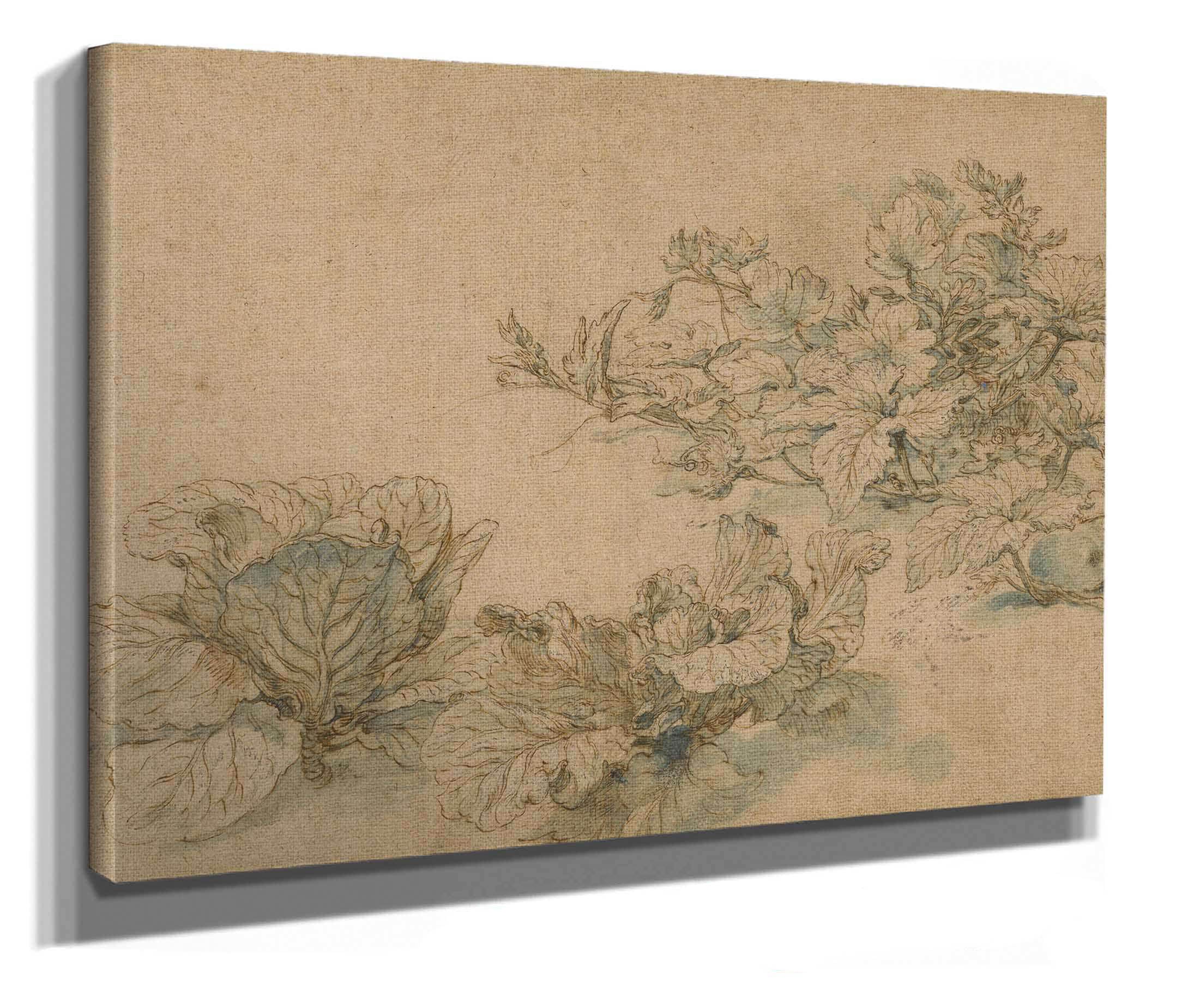 Studies Of A Marrow Plant And Cabbages by Abraham Bloemaert