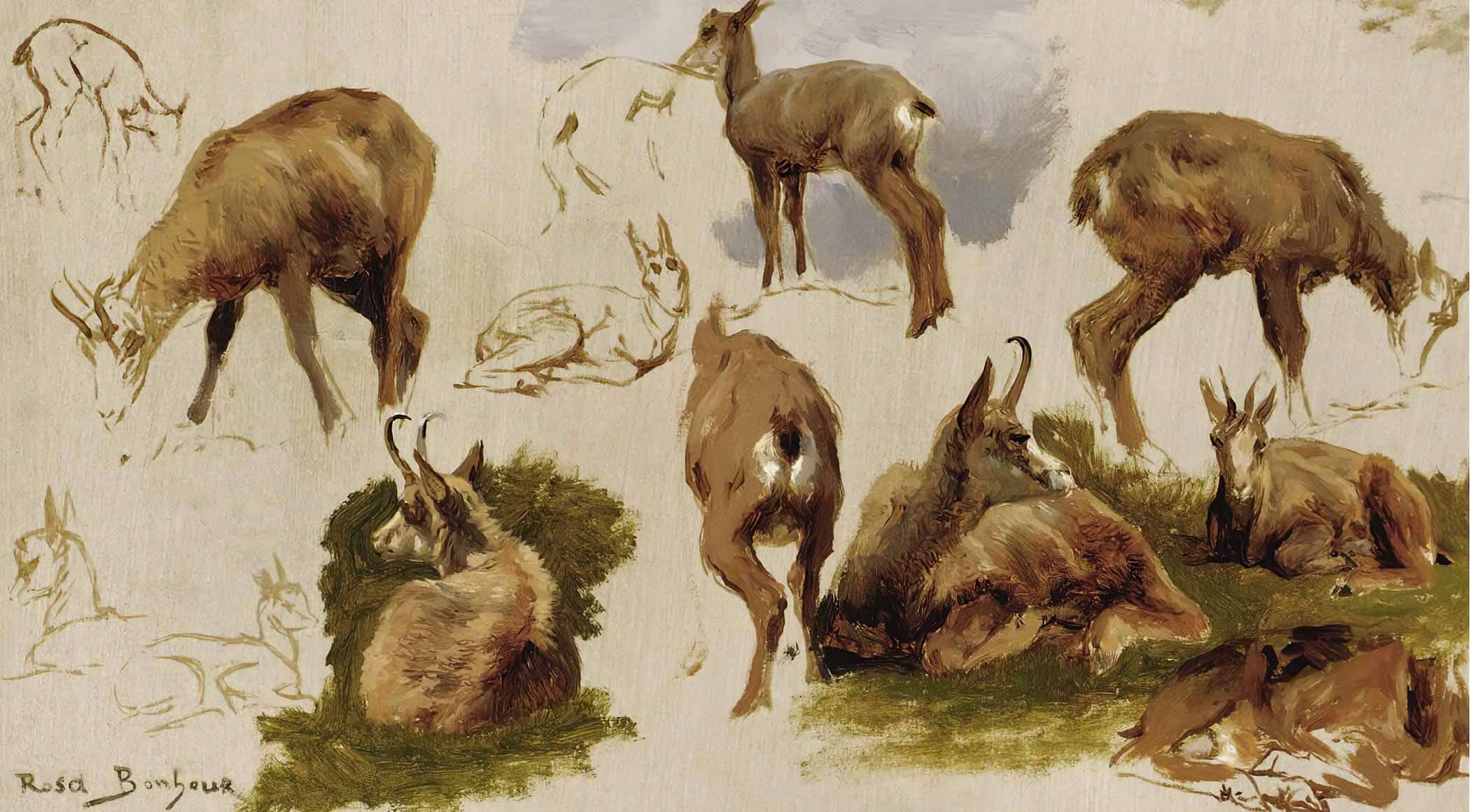 Studies Of An Isard by Rosa Bonheur - Image 2