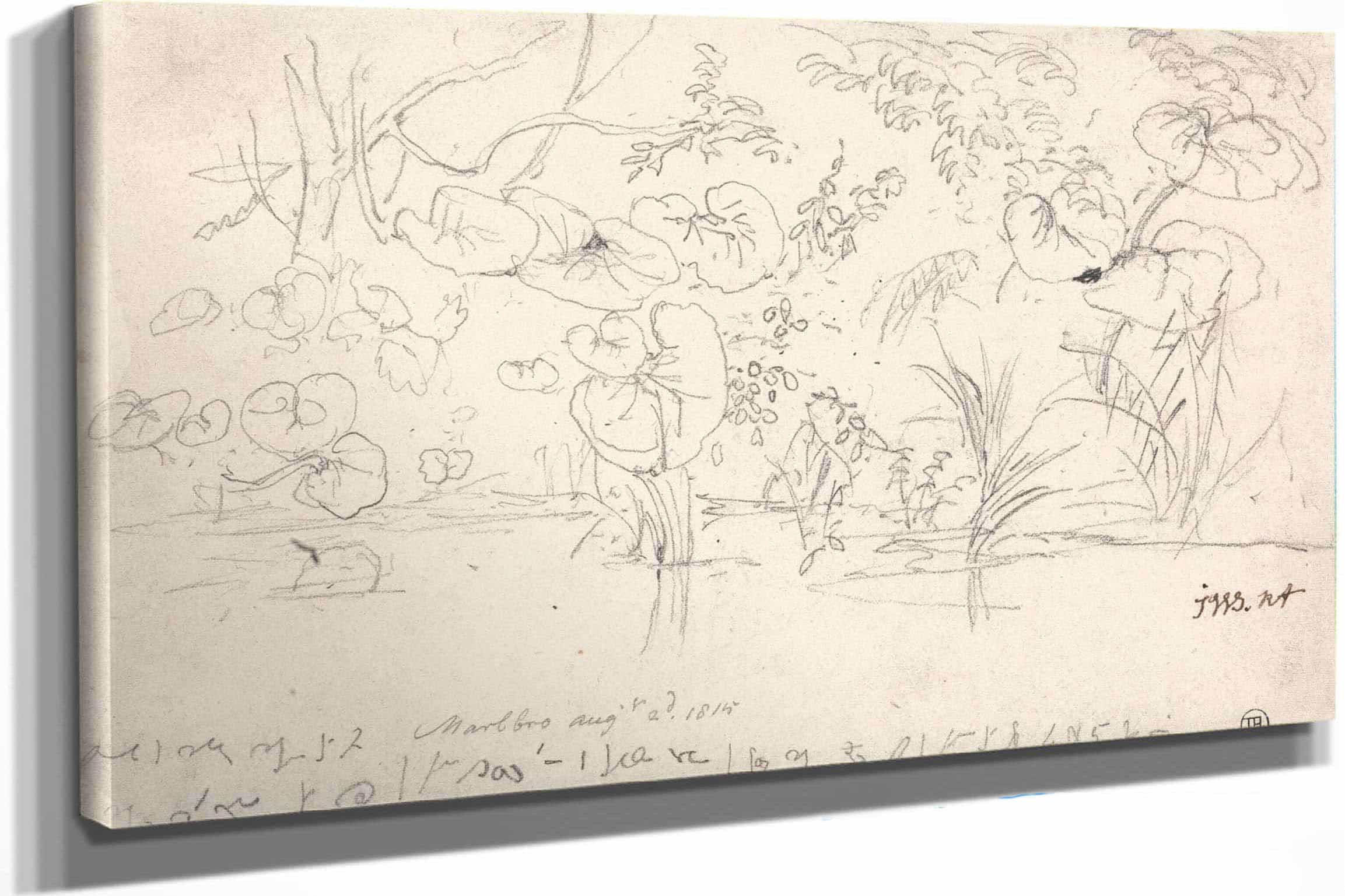 Studies Of Plants August by James Ward