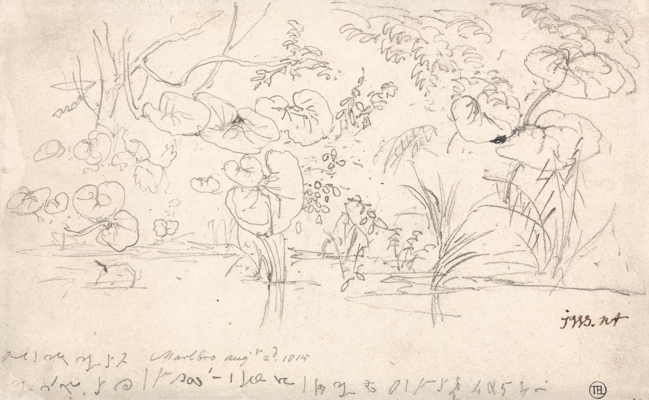 Studies Of Plants August by James Ward - Image 2