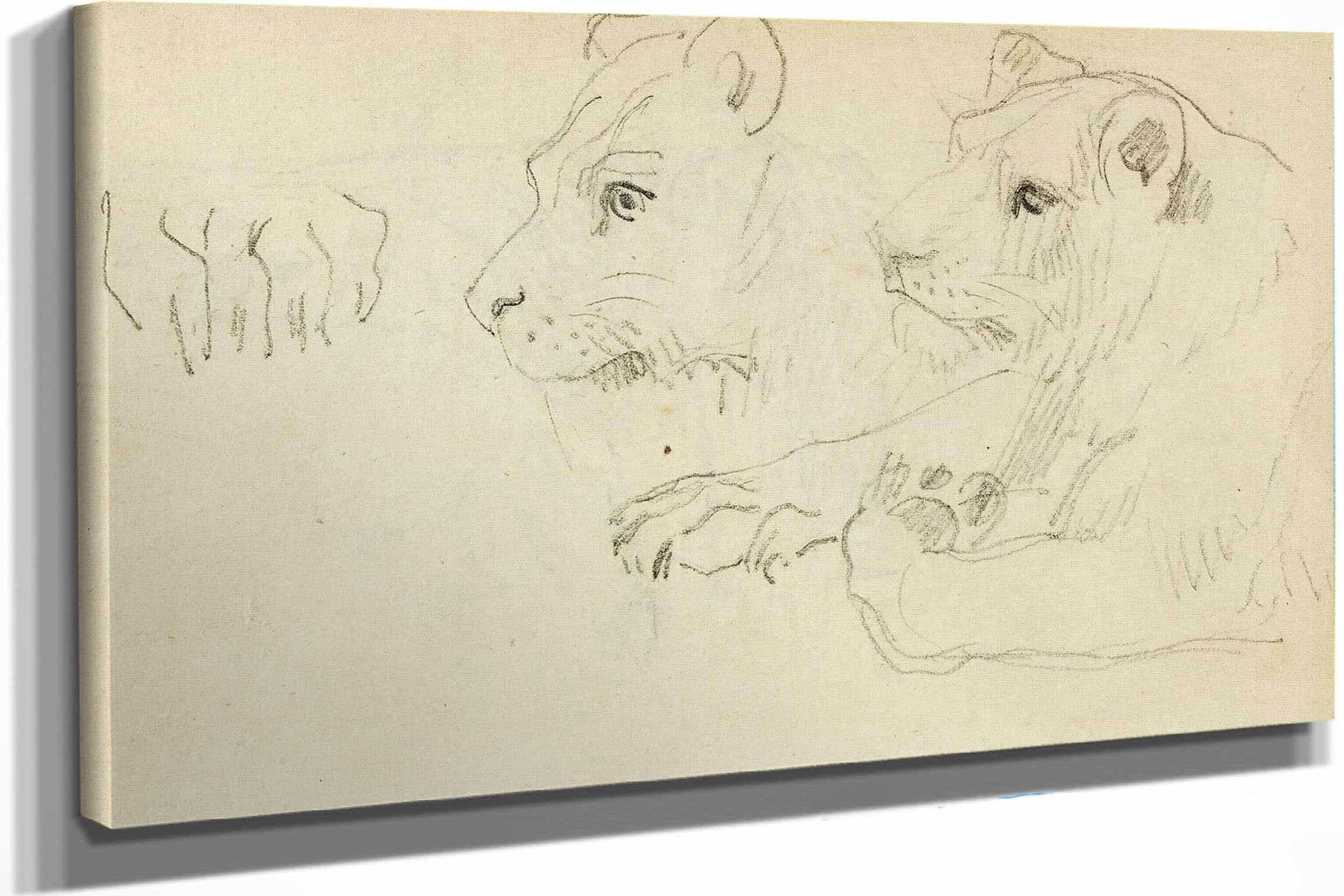 Studies Of The Head And Forelegs Of A Lioness by Theodore Gericault