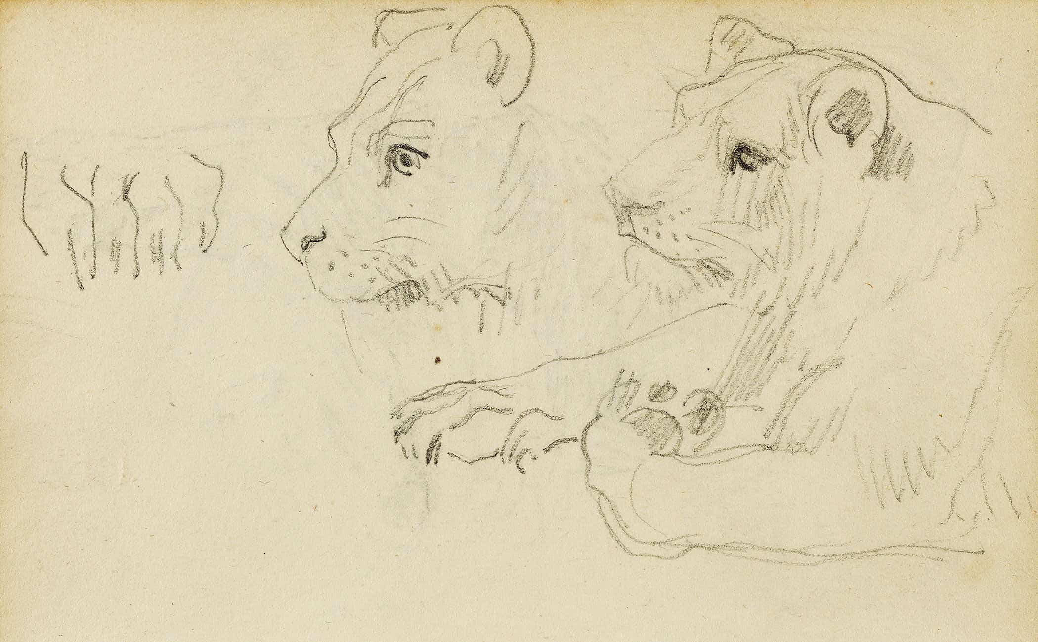 Studies Of The Head And Forelegs Of A Lioness by Theodore Gericault - Image 2