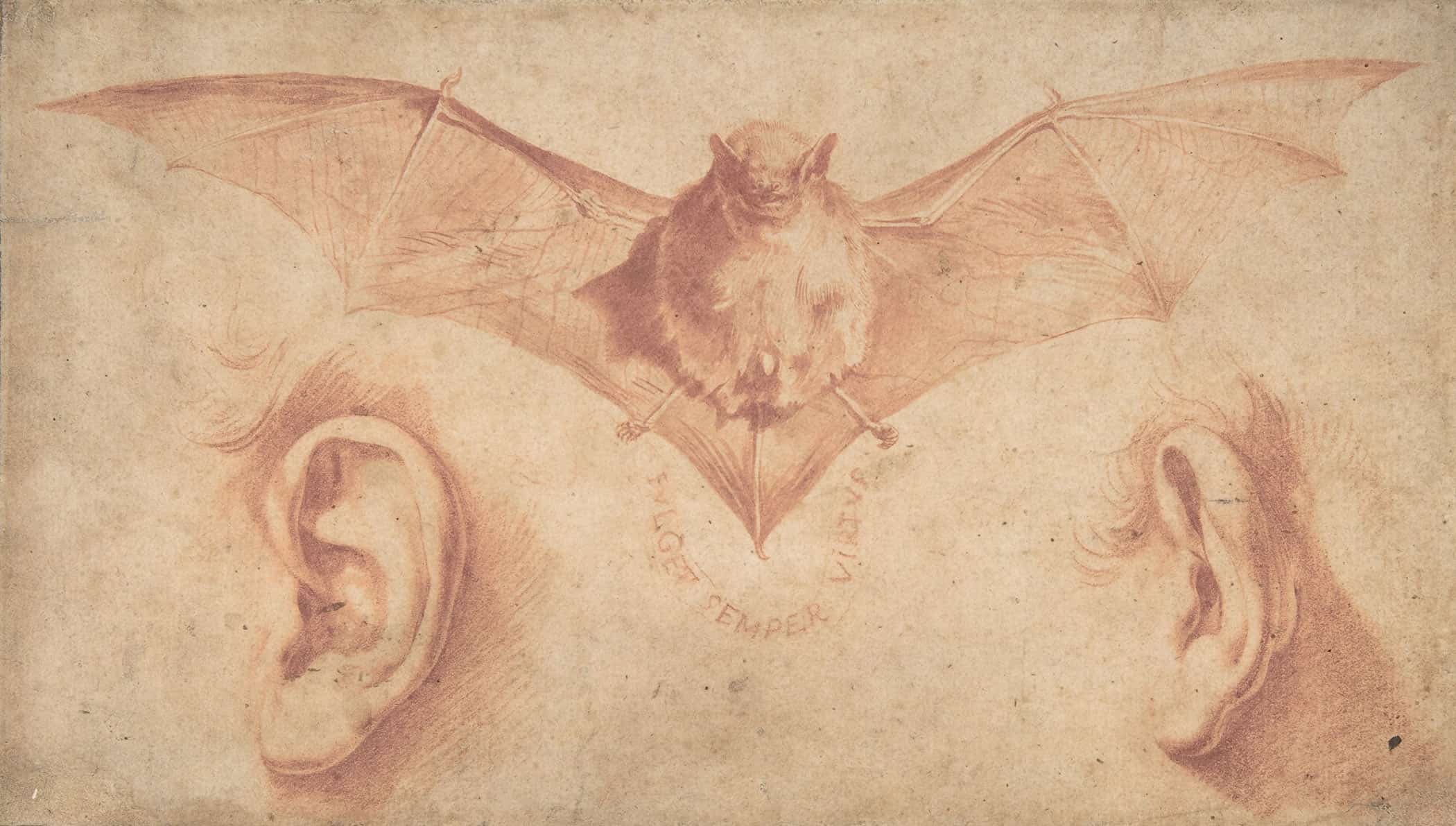Studies Of Two Ears And Of A Bat by Jusepe De Ribera - Image 2