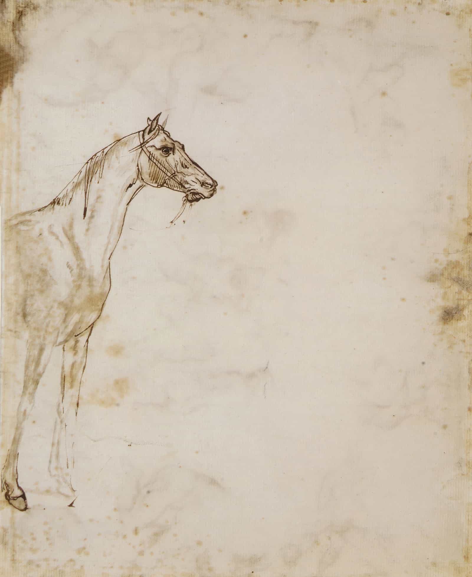 Study Of A Horse by Theodore Gericault