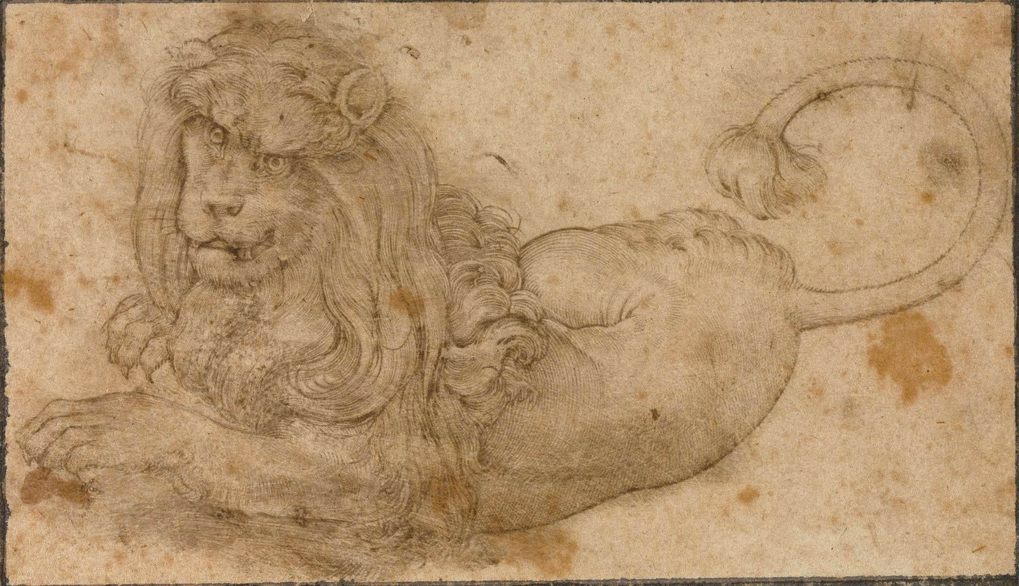 Study Of A Lion by Lucas Cranach The Elder - Image 2