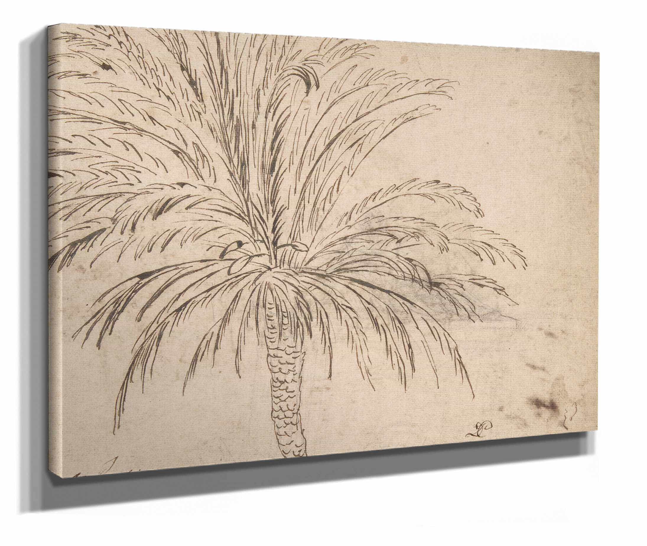 Study Of A Palm Tree by Nicolas Poussin