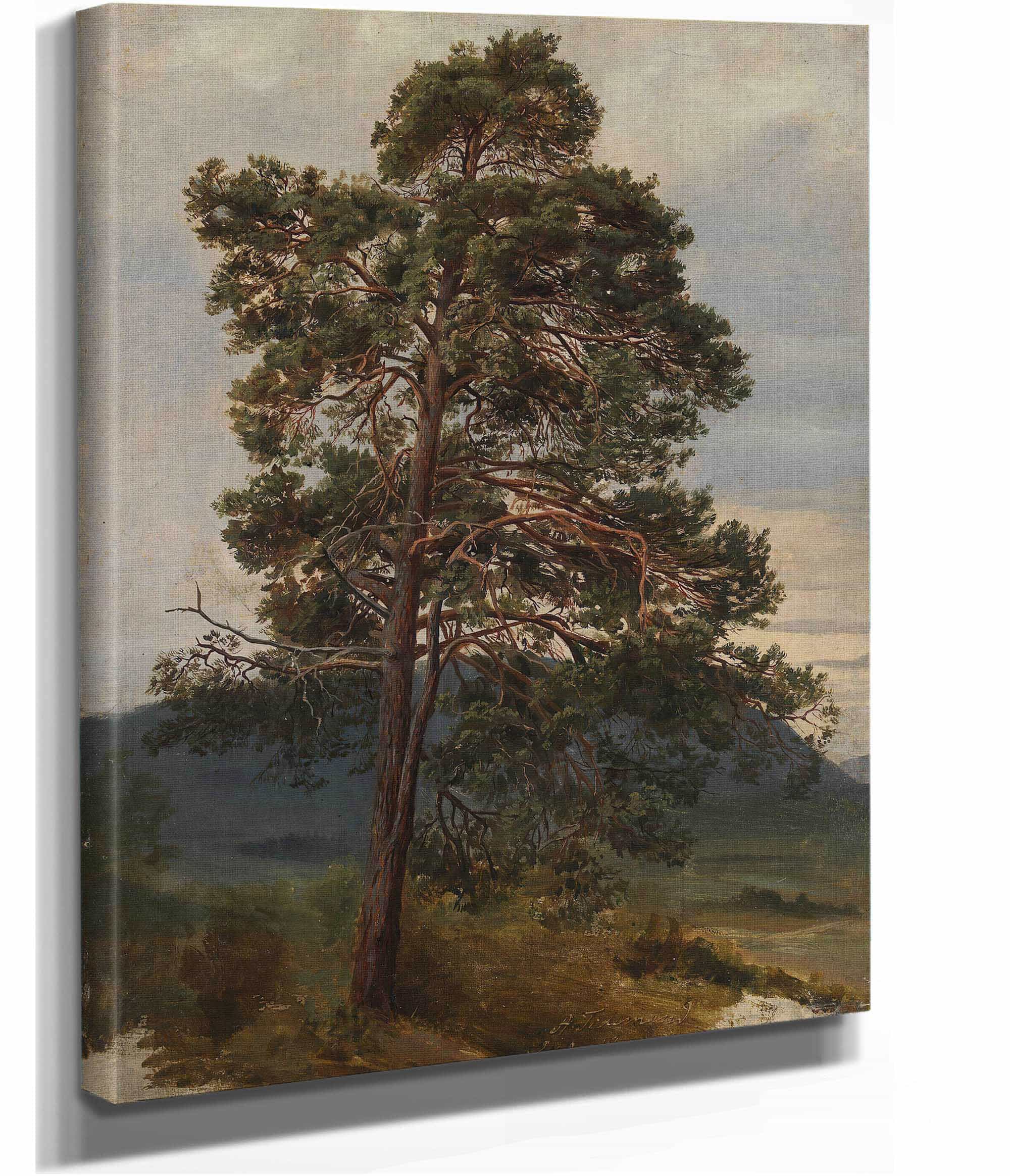 Study Of A Pine Tree by Adolph Tidemand - Image 2