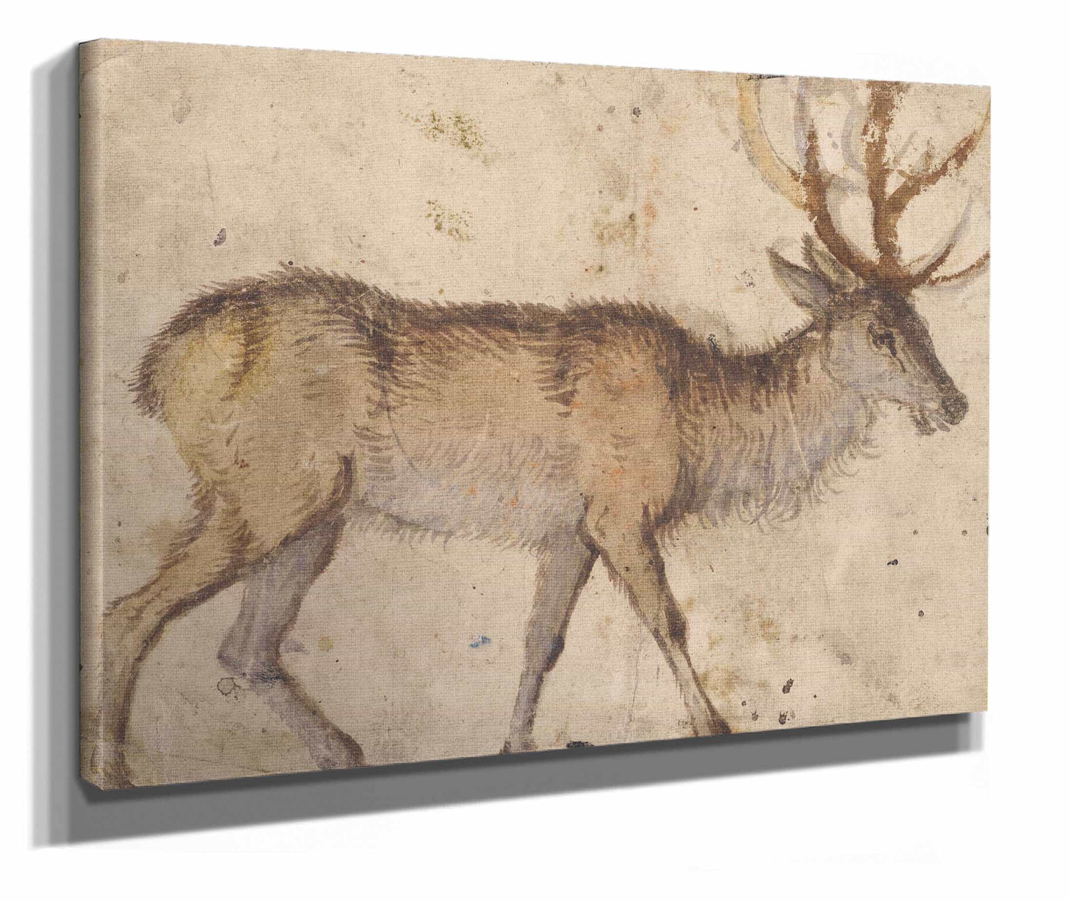 Study Of A Stag About by Lucas Cranach The Elder