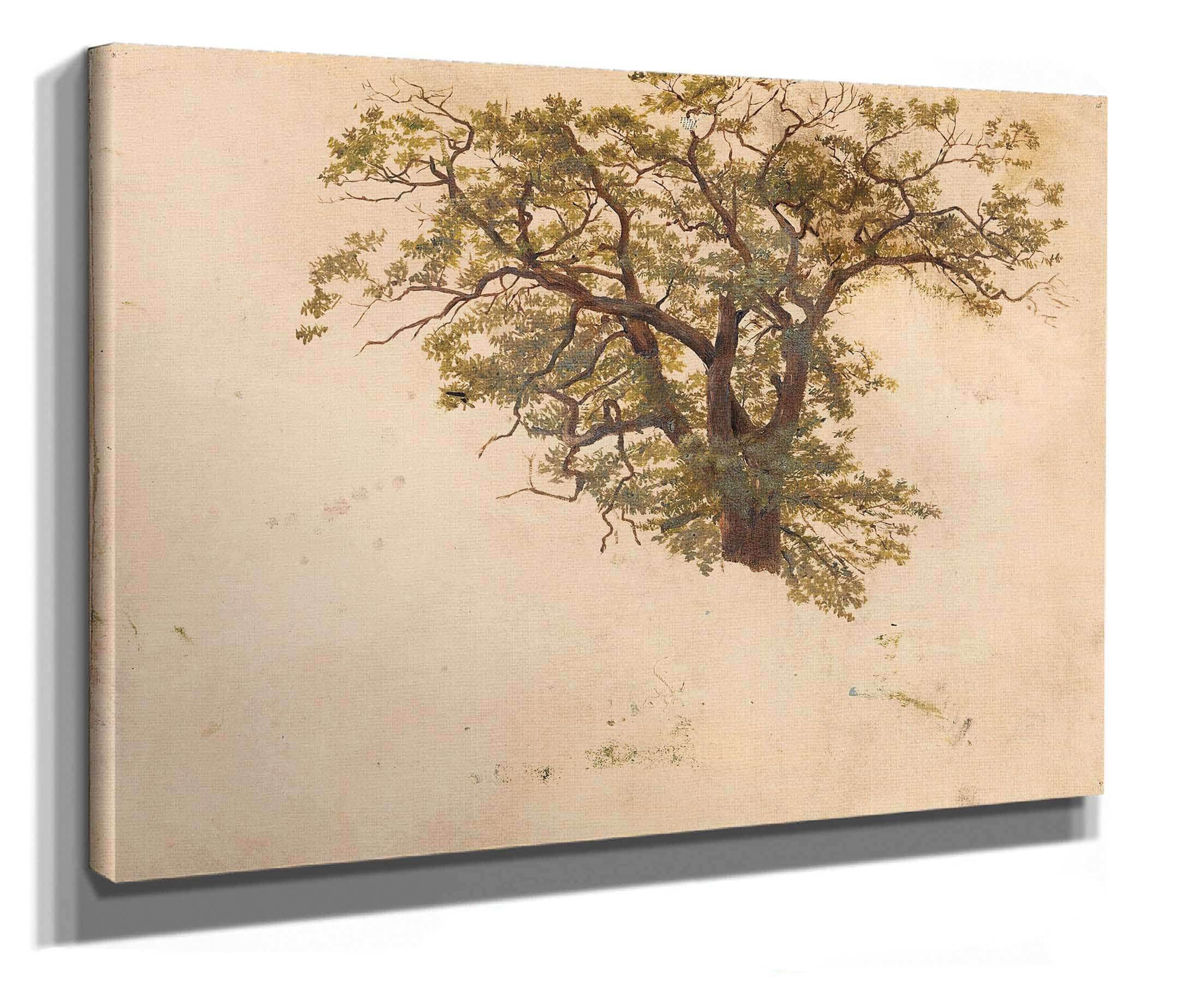Study Of An Oak by Adolph Tidemand - Image 2