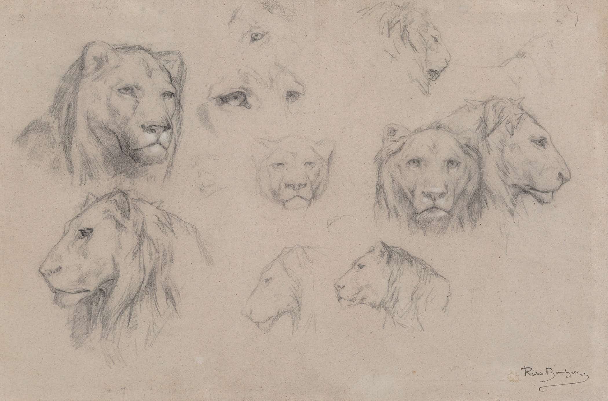 Study Of Heads Of Lions And Lionesses by Rosa Bonheur - Image 2