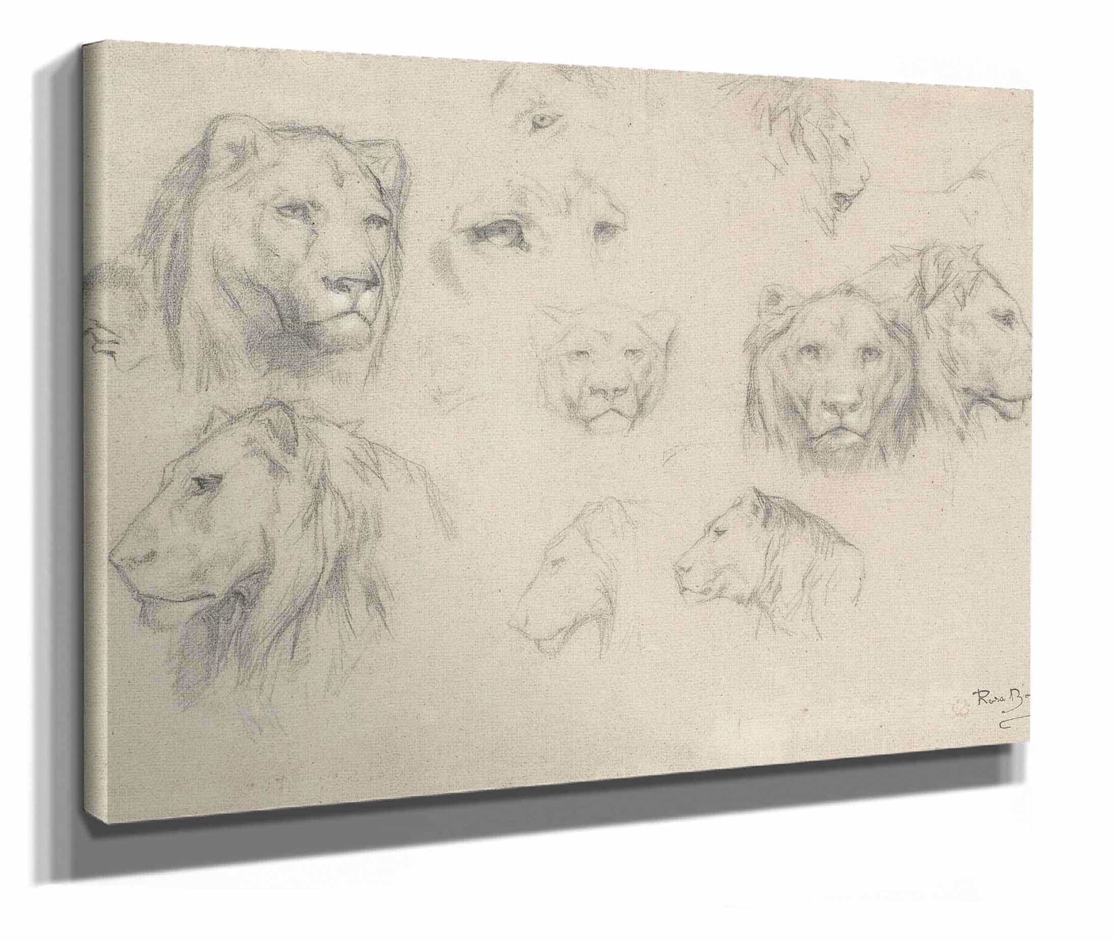 Study Of Lions And Lionesses by Rosa Bonheur - Image 2