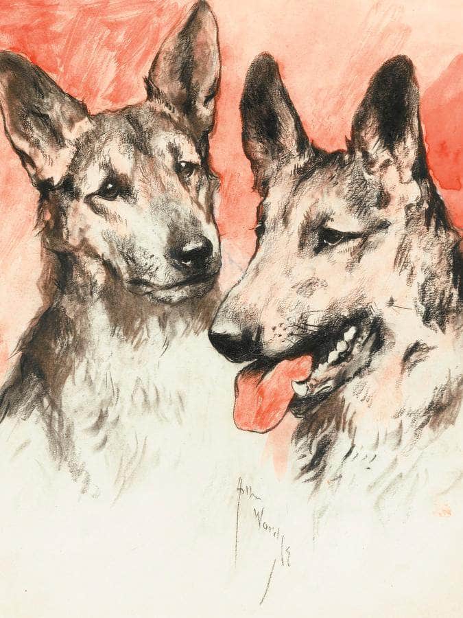 Study Of Two German Shepherds By Arthur Wardle - Image 6
