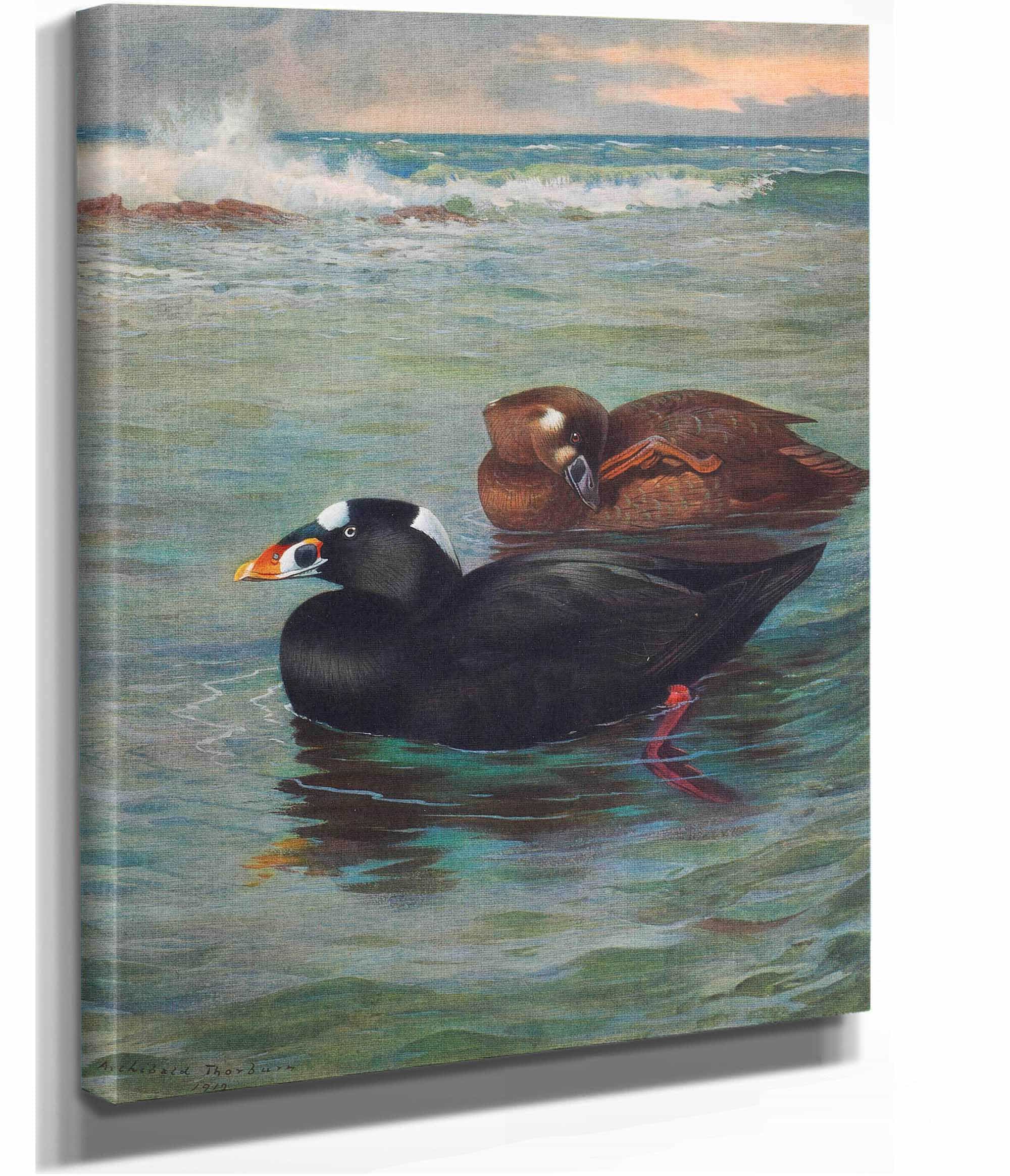 Surf Scoter by Archibald Thorburn - Image 2