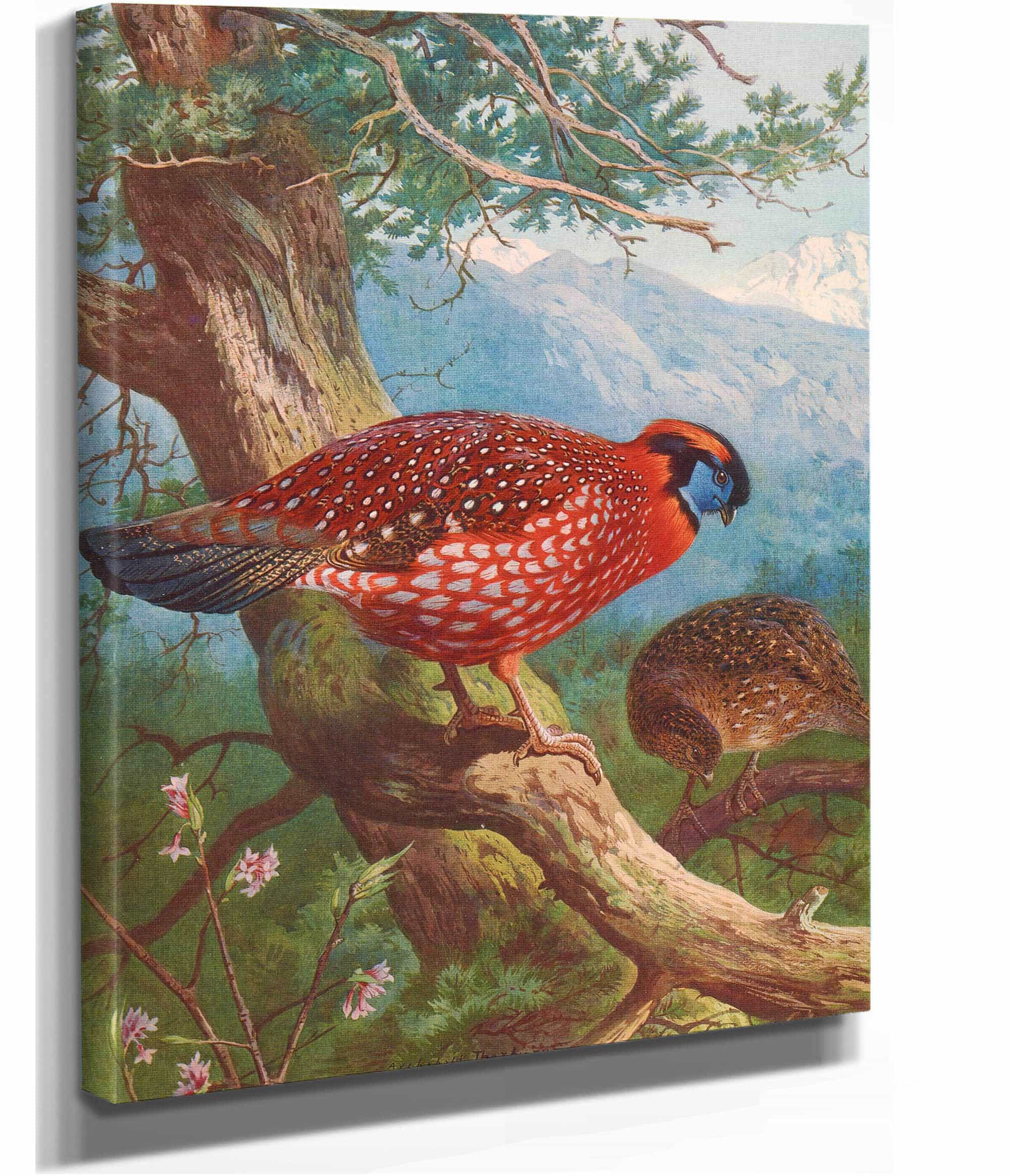 Temmincks Tragopan by Archibald Thorburn - Image 2