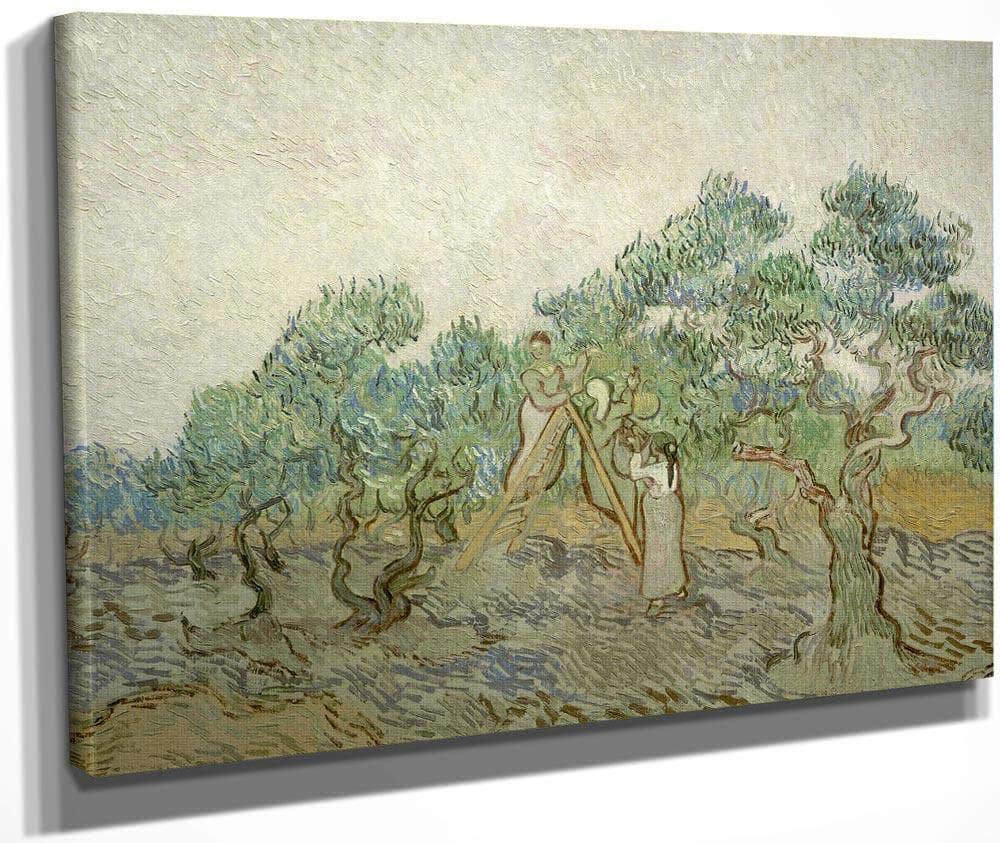 The Olive Orchard By Vincent Van Gogh