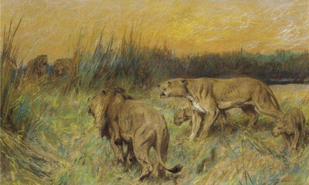 The Rival Pride By Arthur Wardle - Image 7