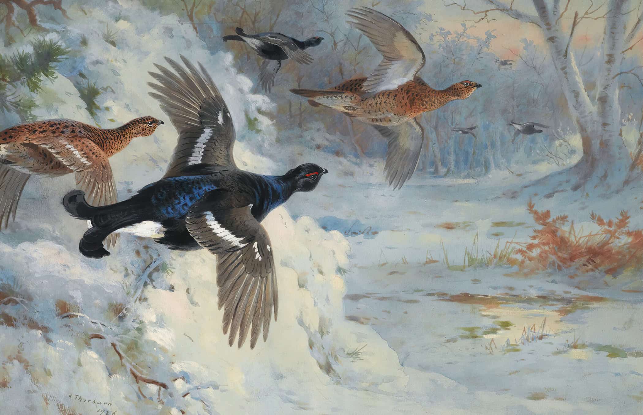Through The Snowy Coverts Blackgame by Archibald Thorburn - Image 2