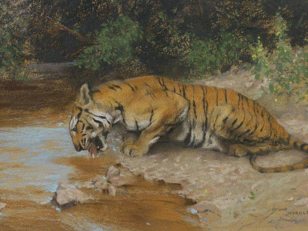 Tiger Drinking By Arthur Wardle - Image 7