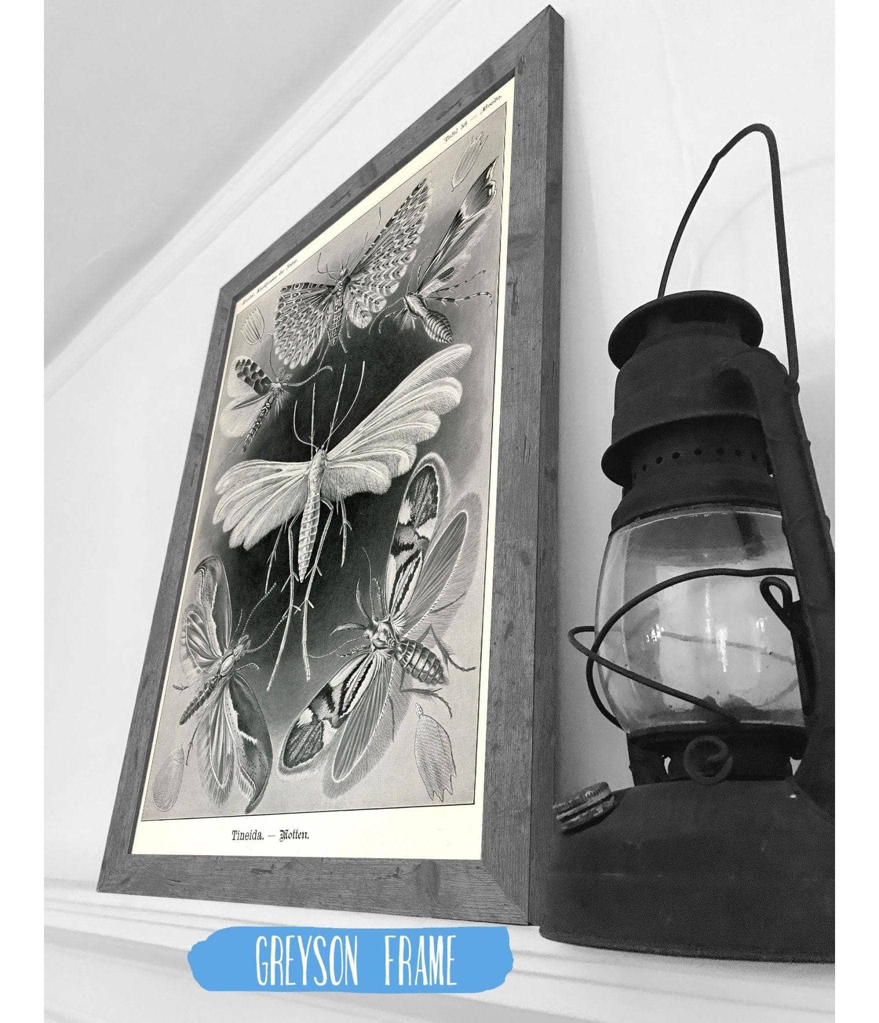 Moth (Tineida). - Motten - Image 2