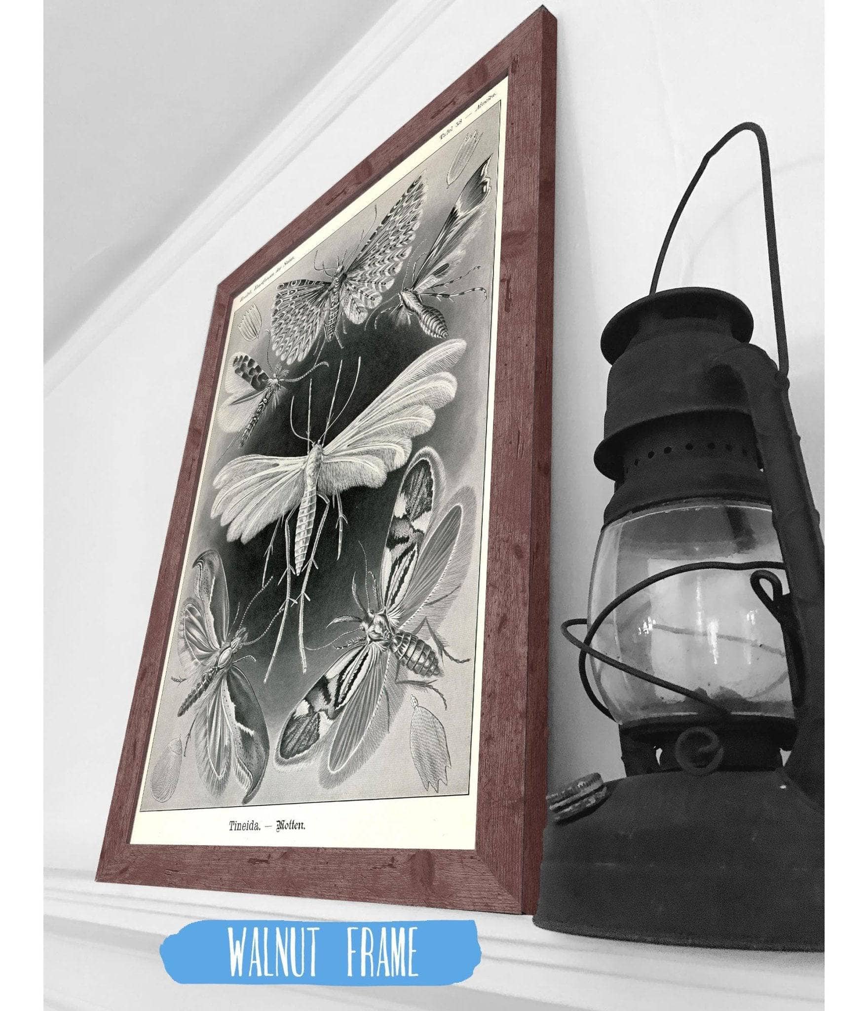 Moth (Tineida). - Motten - Image 4