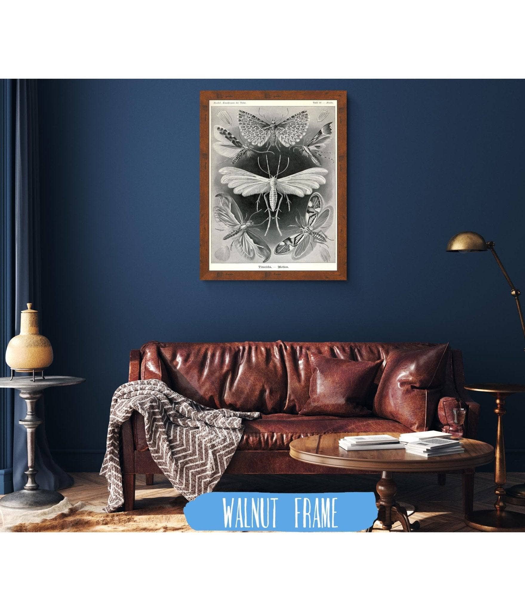 Moth (Tineida). - Motten - Image 7