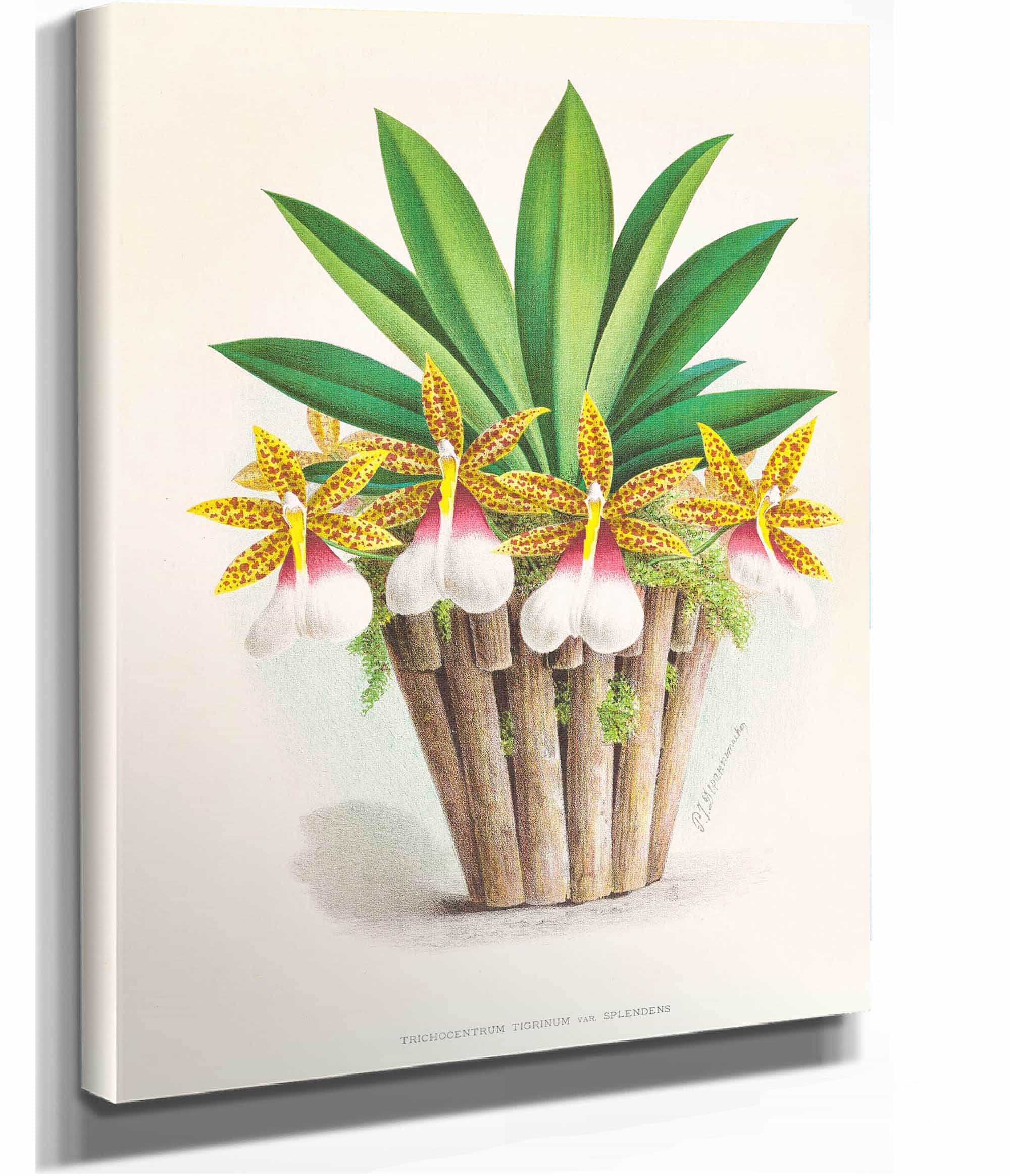 Trichocentrum Tigrinum by Jean Jules Linden