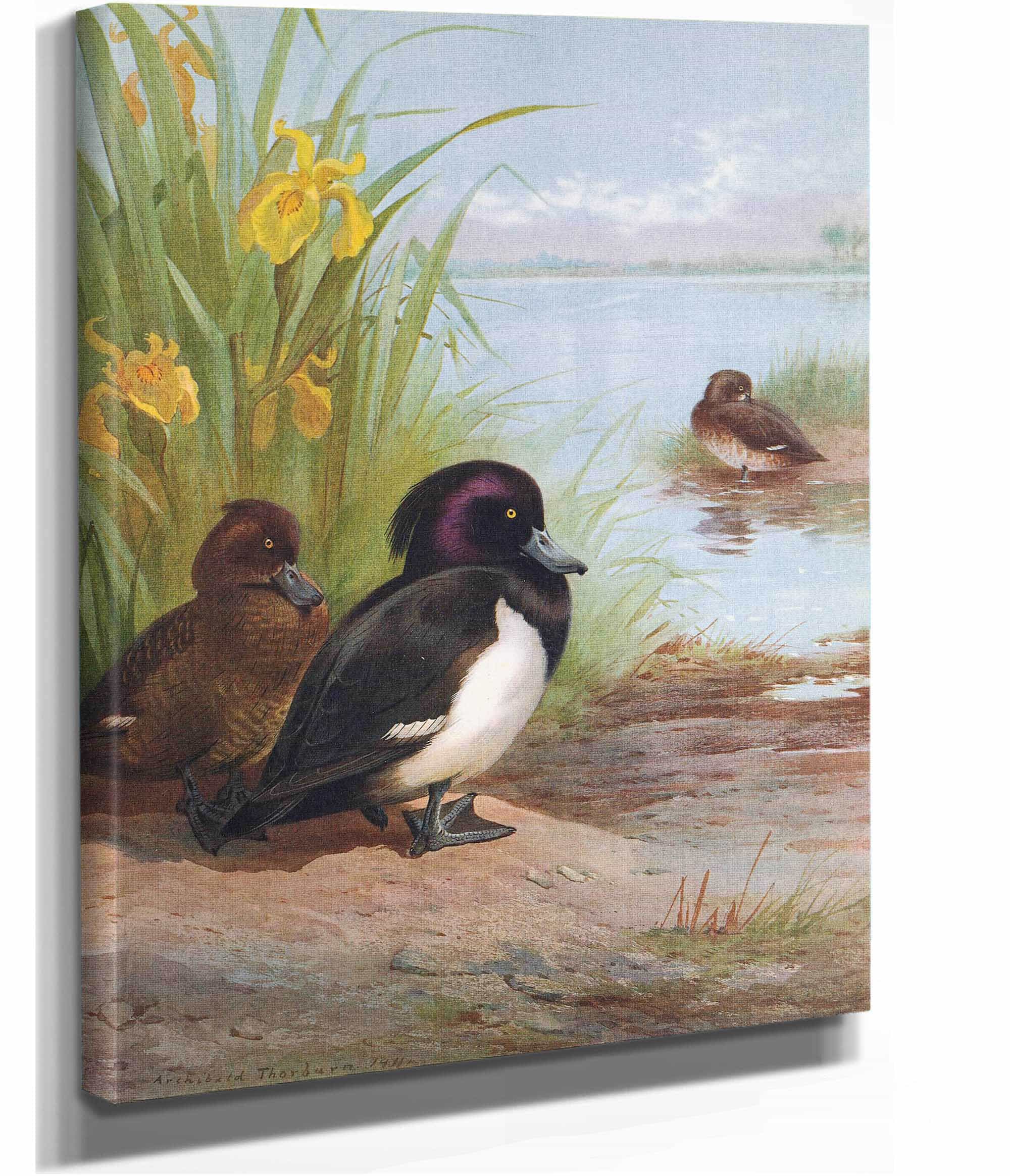 Tufted Duck by Archibald Thorburn - Image 2
