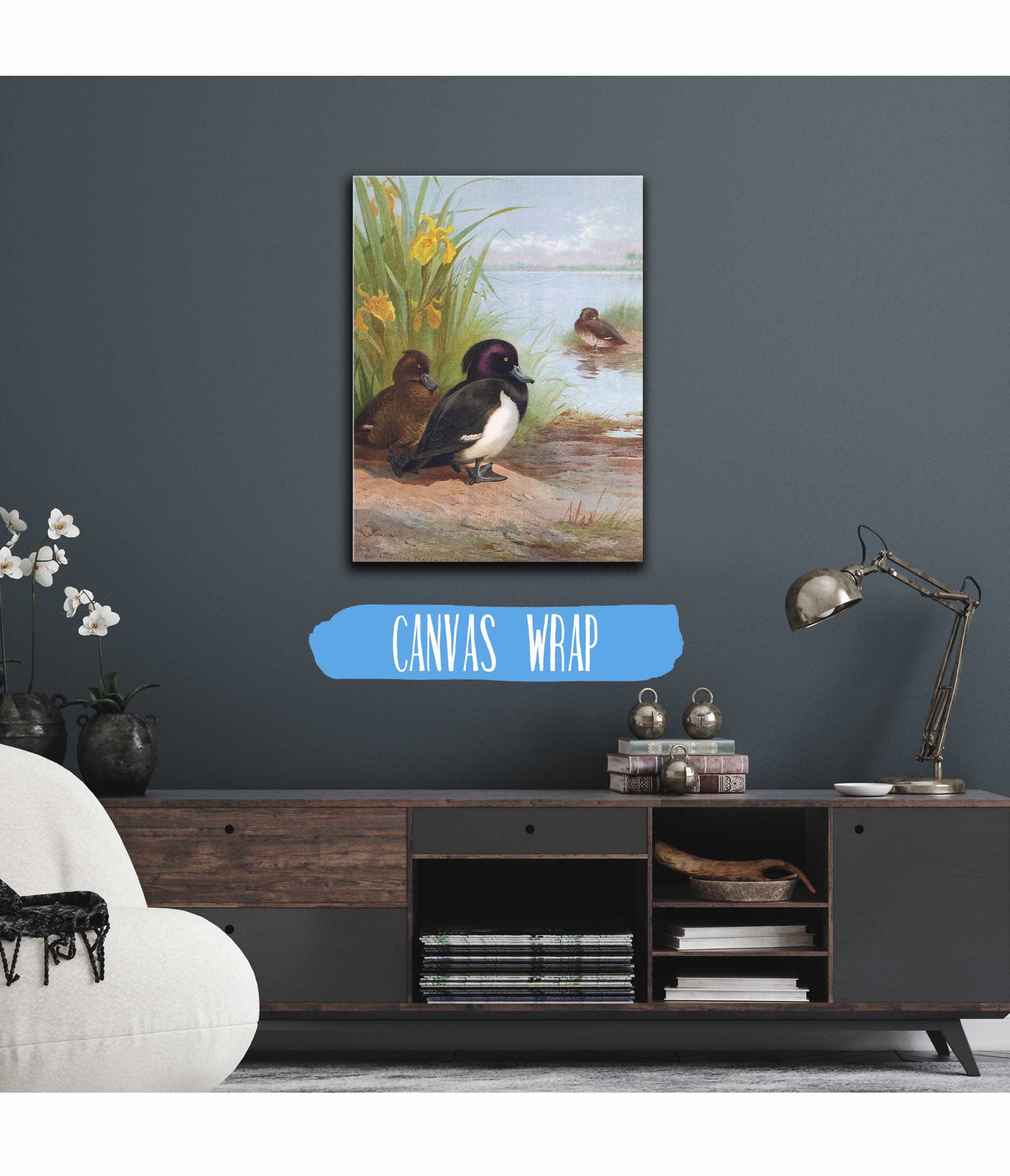 Tufted Duck by Archibald Thorburn - Image 3