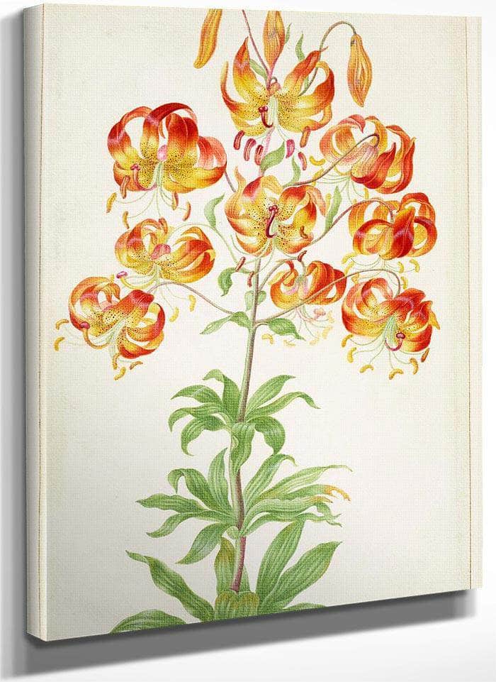 Turk 1039 S Cap Lily 1705 By Maria Sibylla Merian