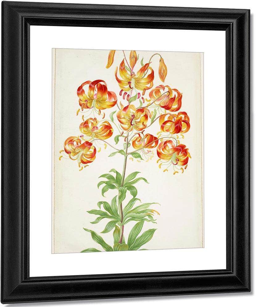 Turk 1039 S Cap Lily 1705 By Maria Sibylla Merian - Image 3