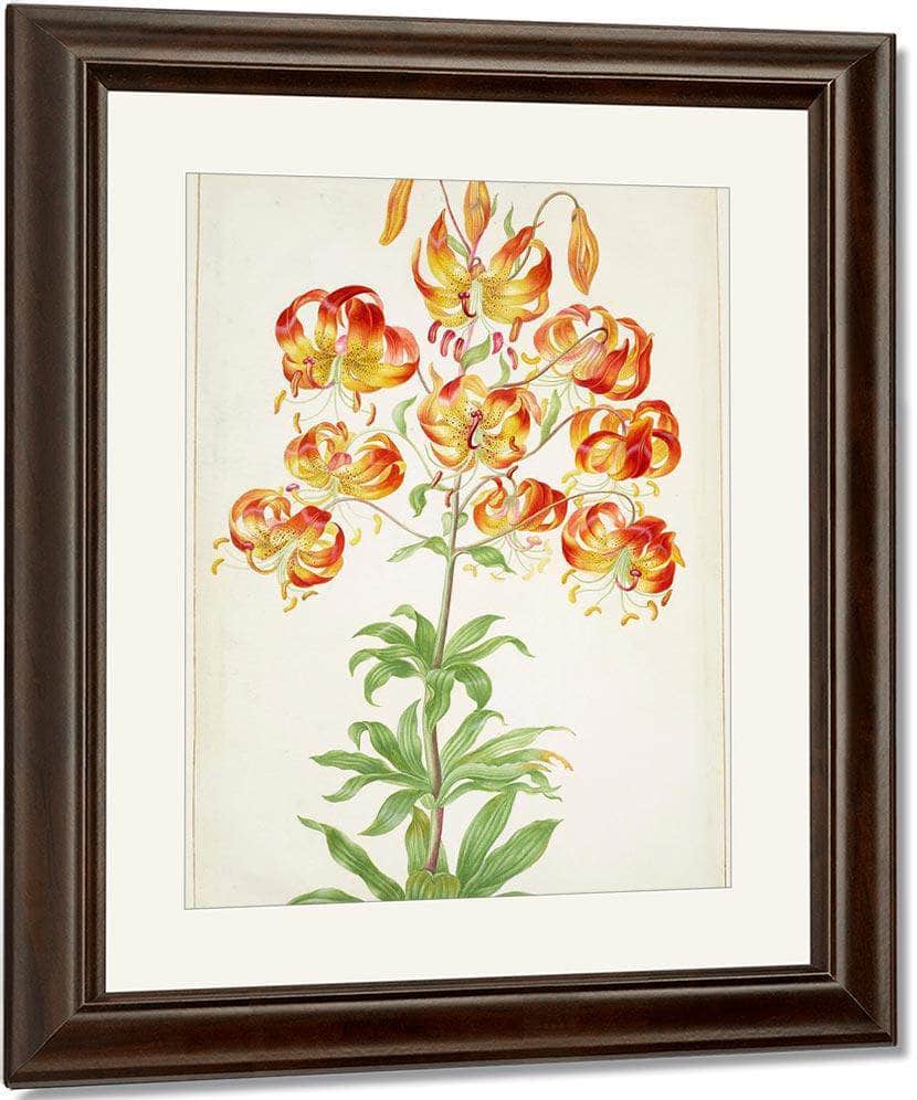 Turk 1039 S Cap Lily 1705 By Maria Sibylla Merian - Image 4