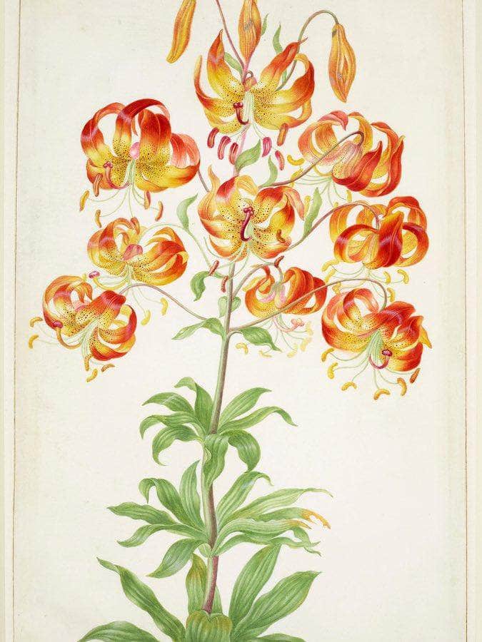 Turk 1039 S Cap Lily 1705 By Maria Sibylla Merian - Image 6