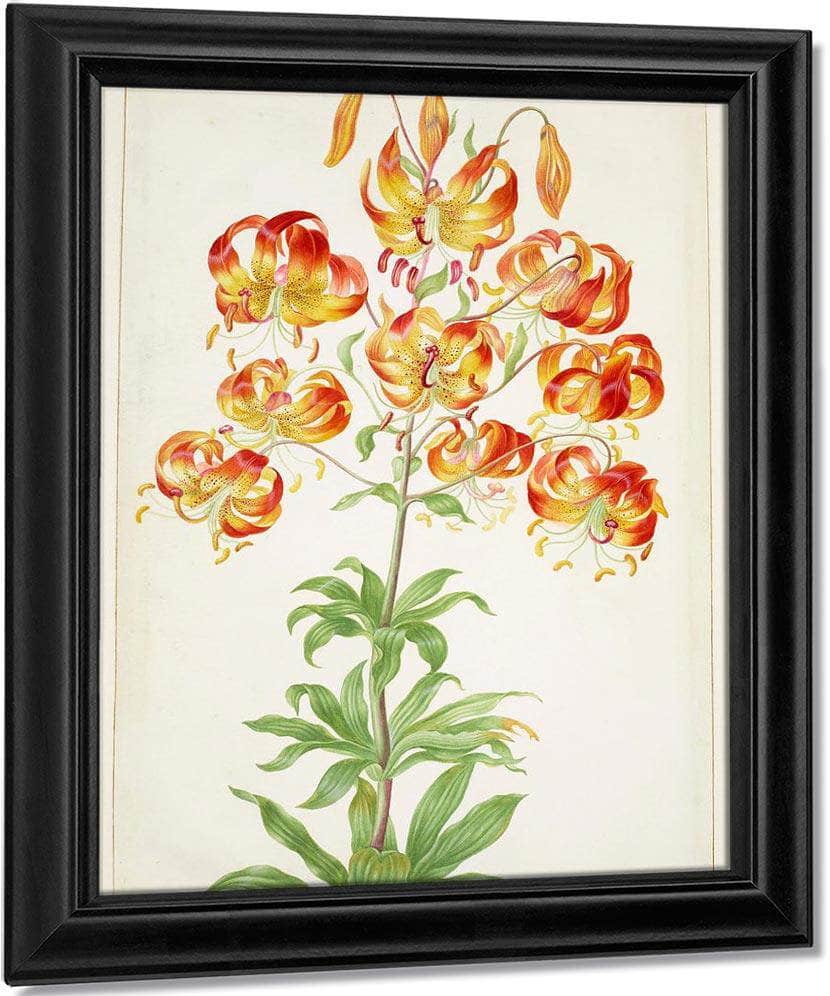 Turk 1039 S Cap Lily 1705 By Maria Sibylla Merian - Image 7