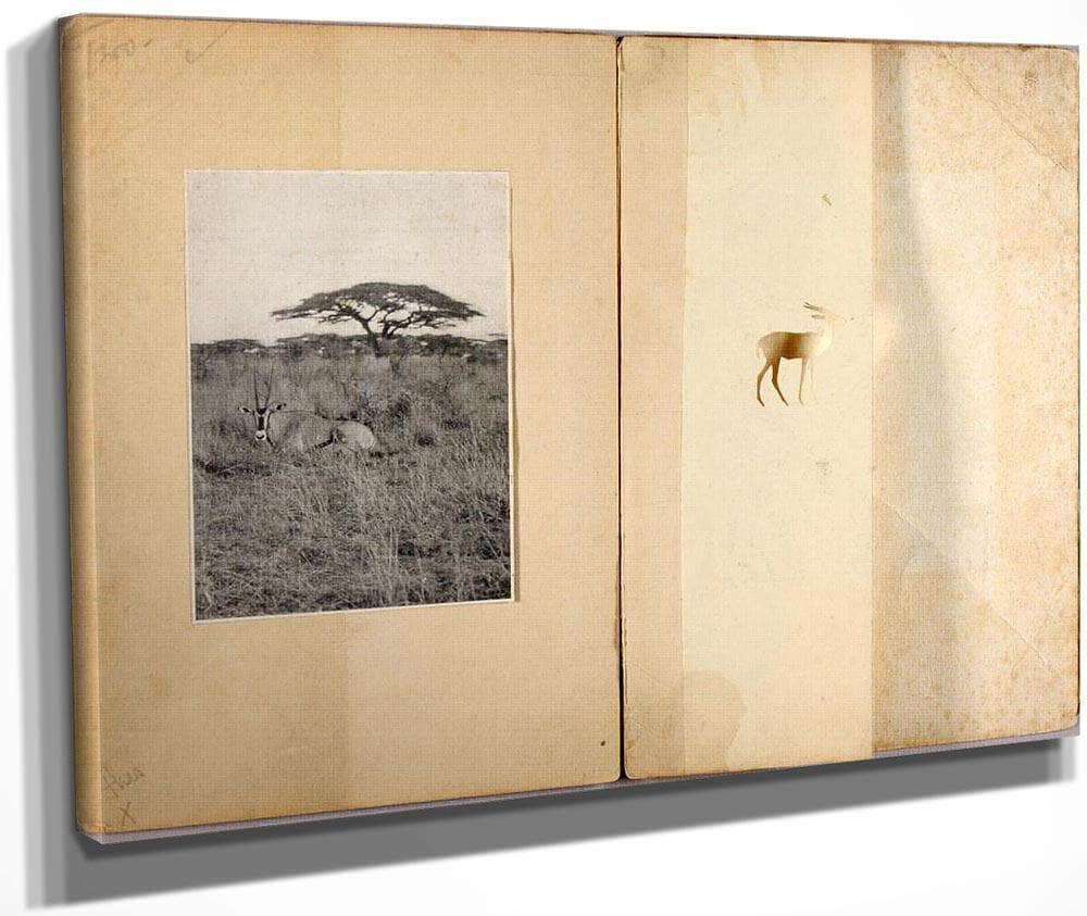 Two Antelopes, Study Folder For Book Concealing Coloration In The Animal Kingdom By Abbott Handerson Thayer