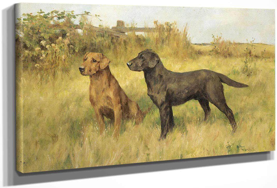 Two Labradors By Arthur Wardle