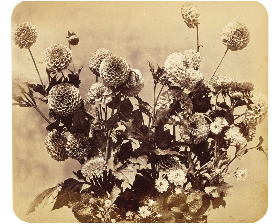 Untitled By Adolphe Braun - Image 7