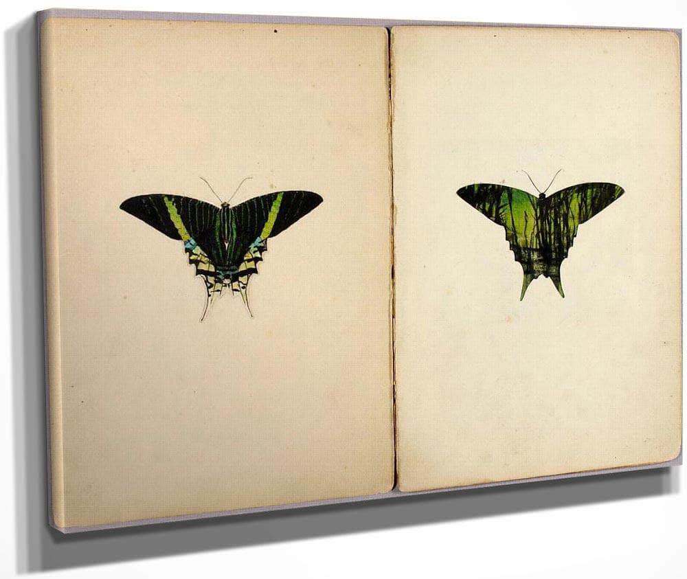 Urania Moth, Study Folder For Book Concealing Coloration In The Animal Kingdom By Abbott Handerson Thayer