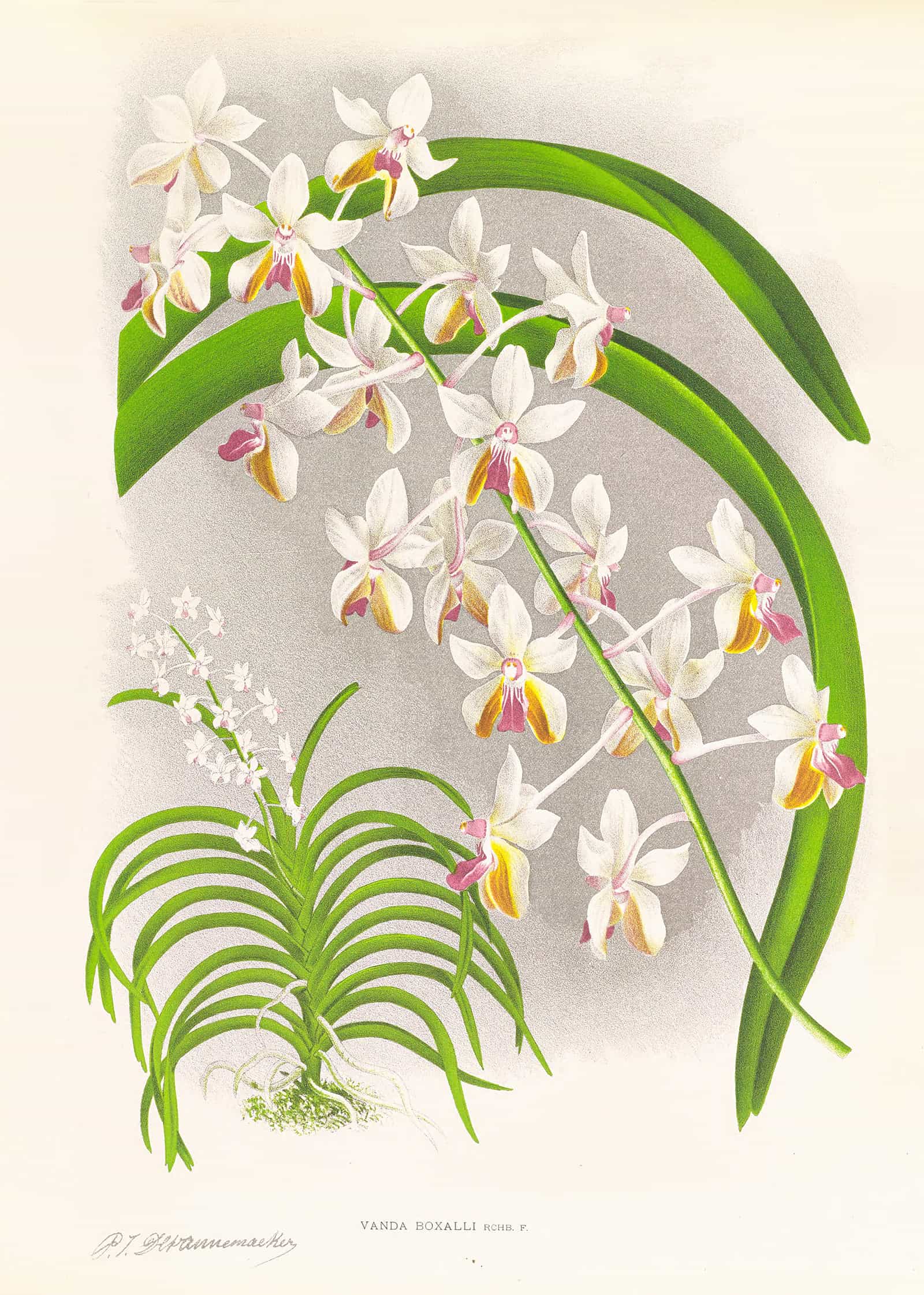 Vanda Boxalli by Jean Jules Linden - Image 2