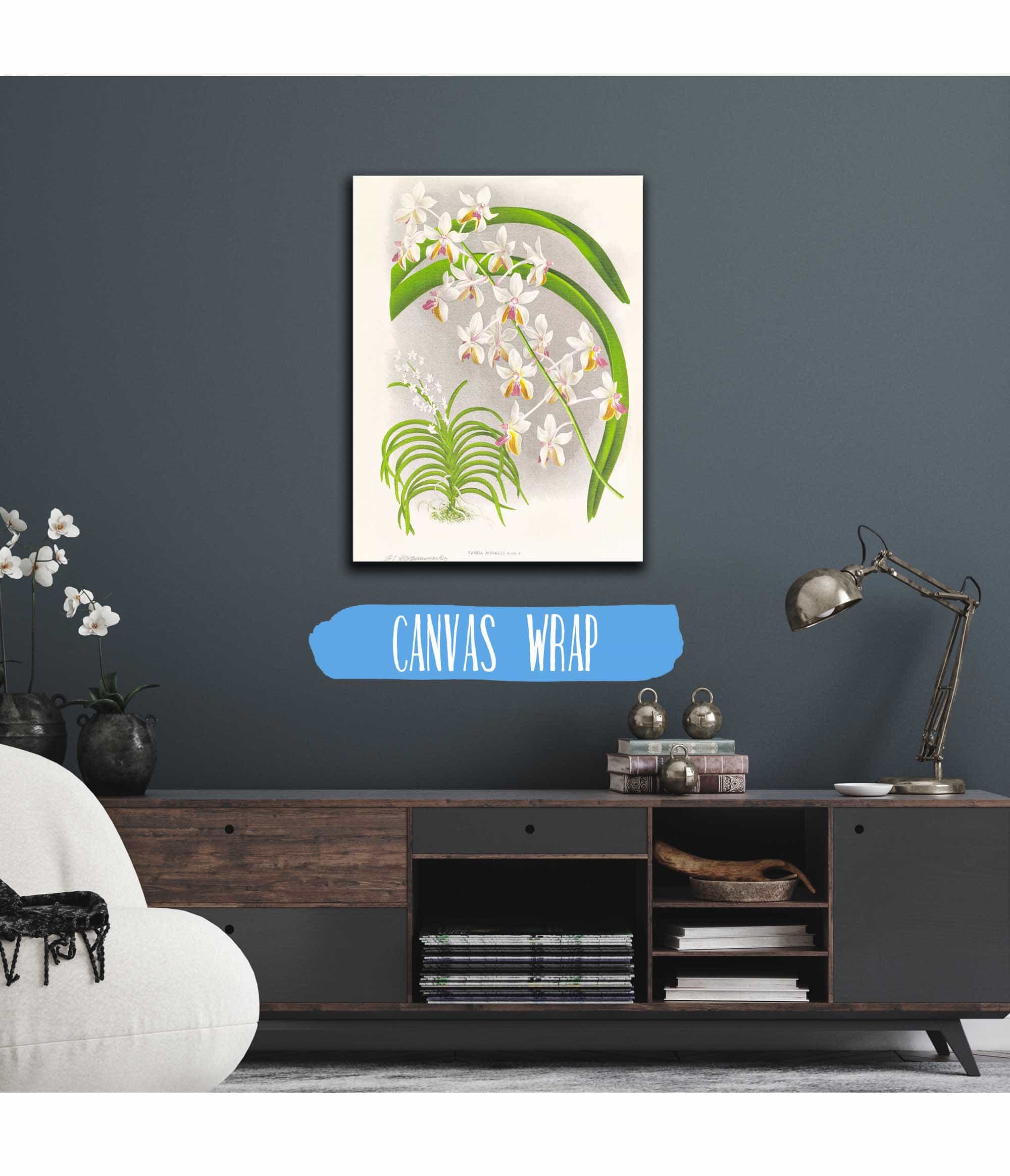 Vanda Boxalli by Jean Jules Linden - Image 3