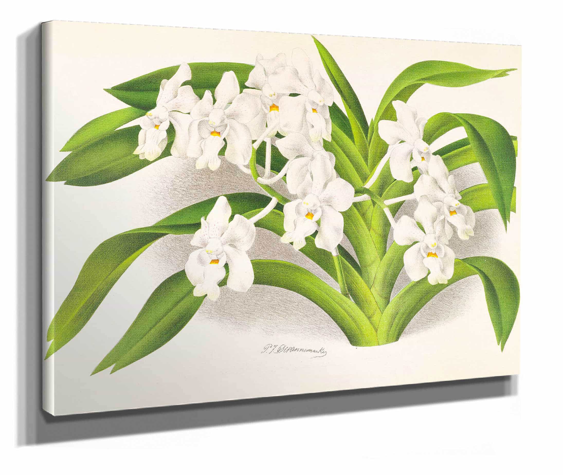Vanda Denisoniana by Jean Jules Linden - Image 2