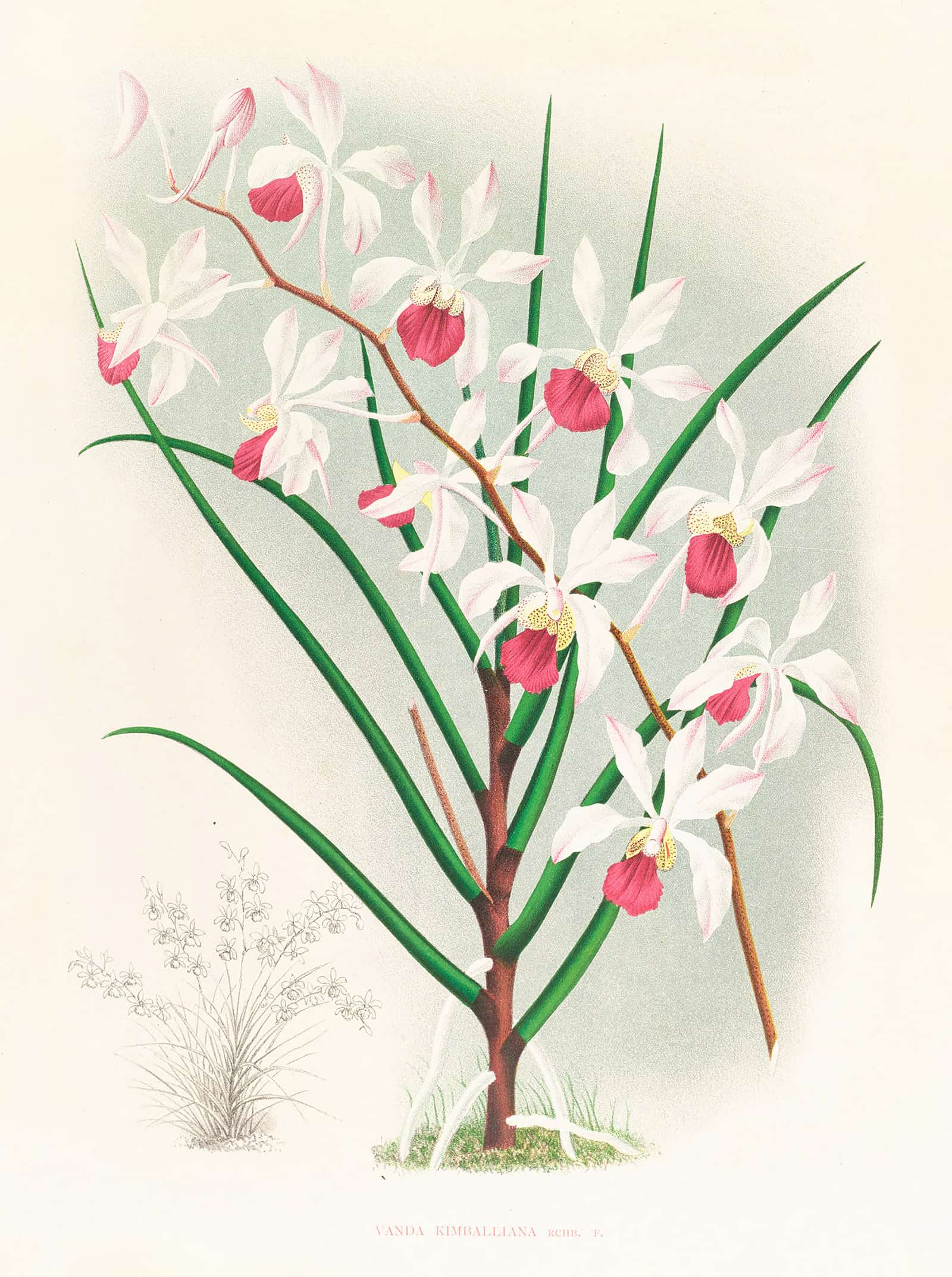 Vanda Kimballiana by Jean Jules Linden - Image 2